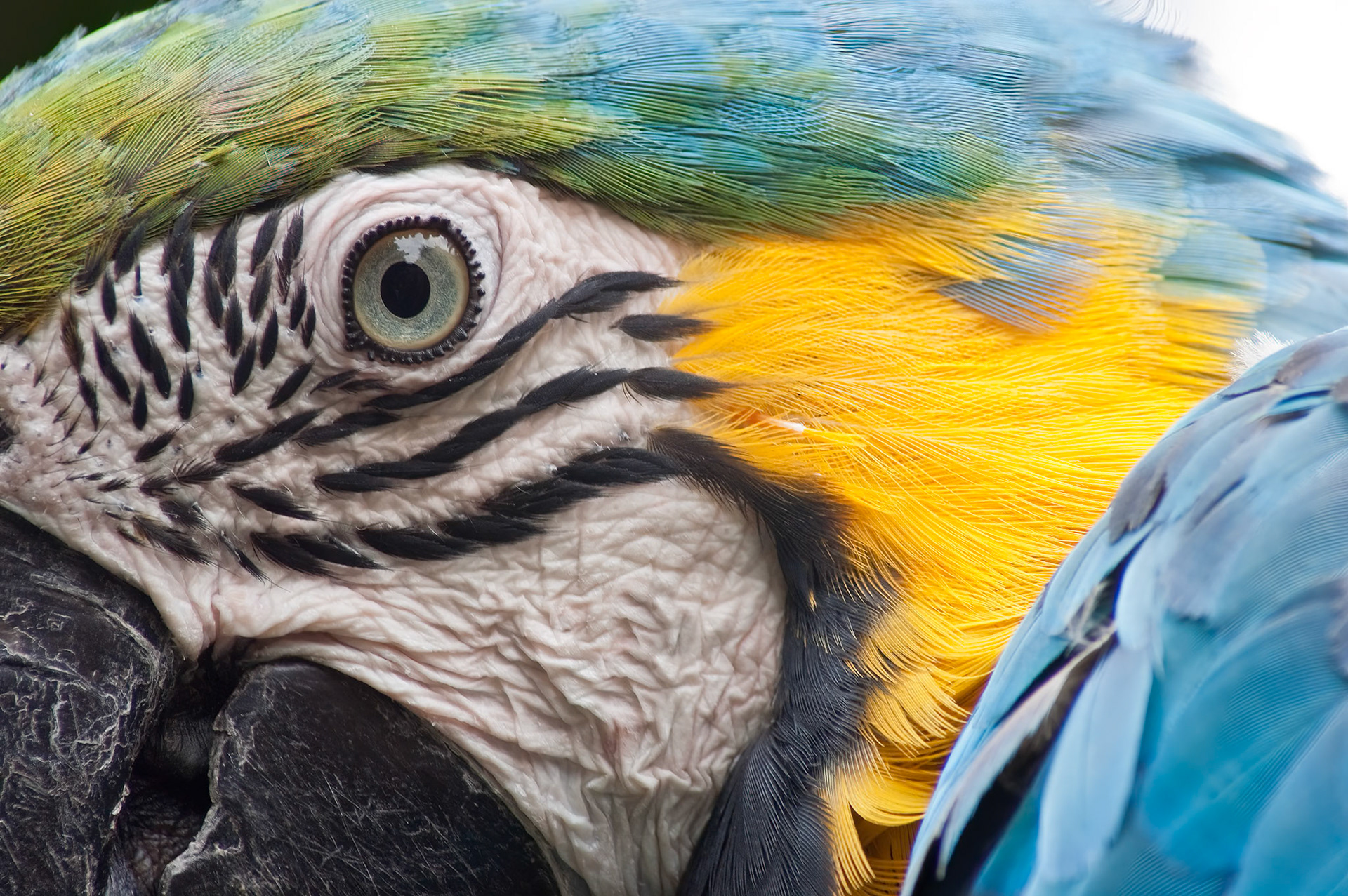 Guacamaya II
