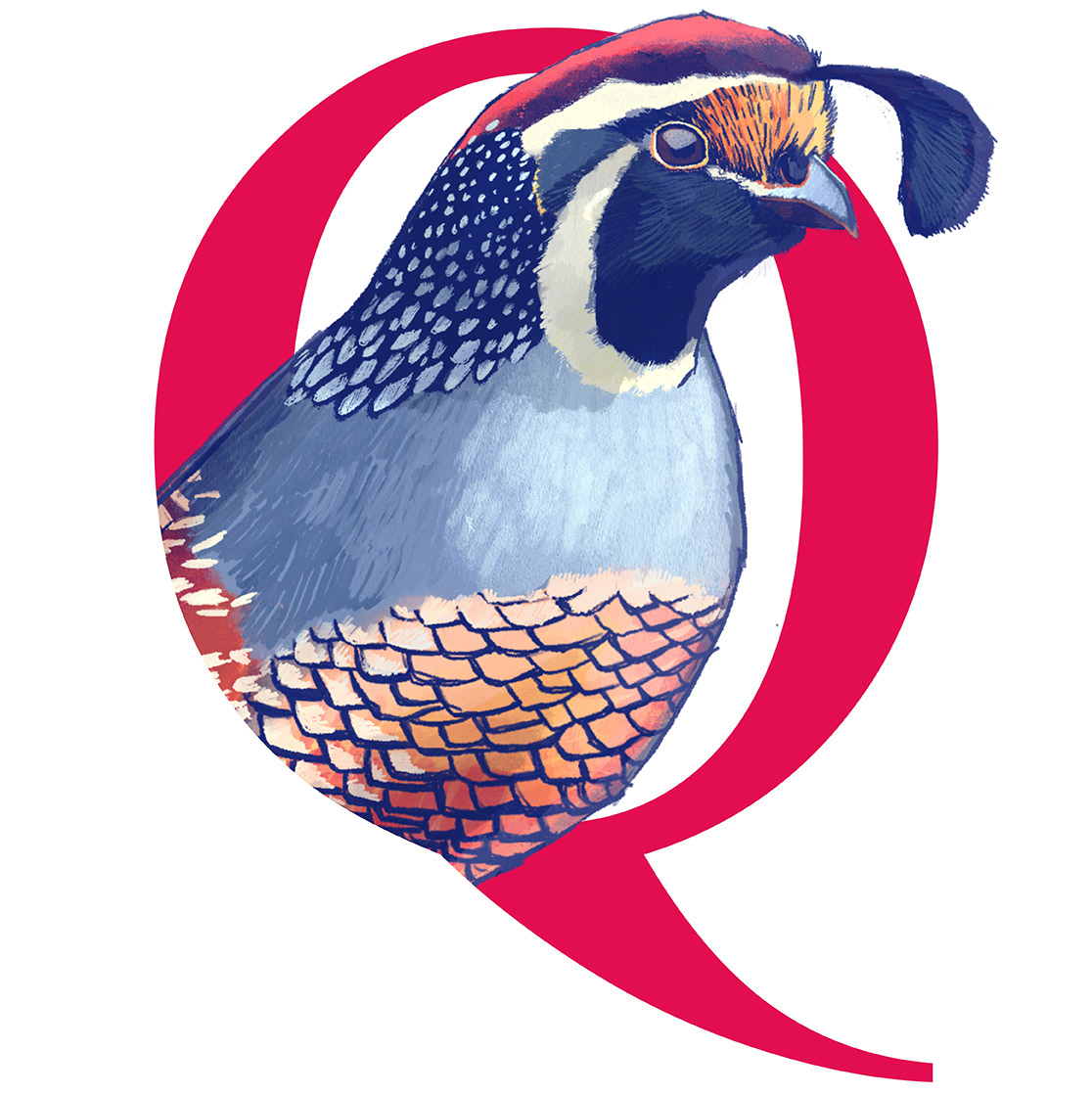 Quale / Quaglia