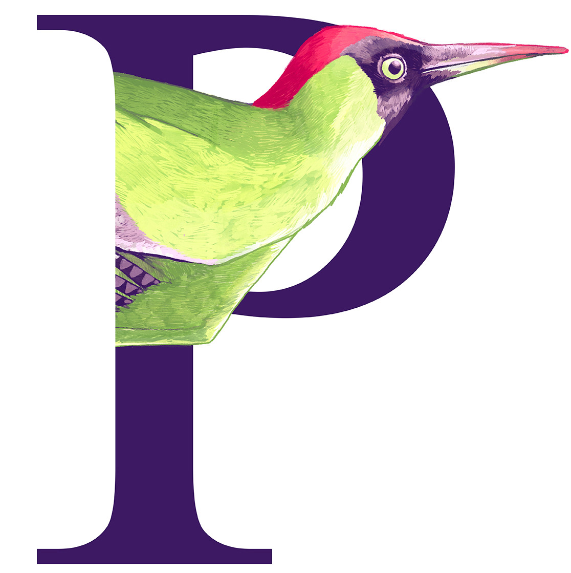 Picchio