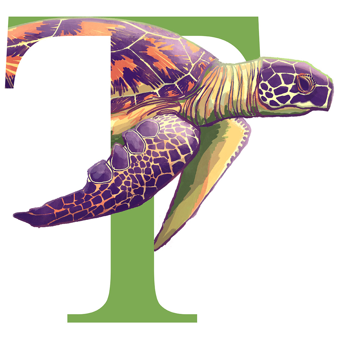 Turtle / Tartaruga