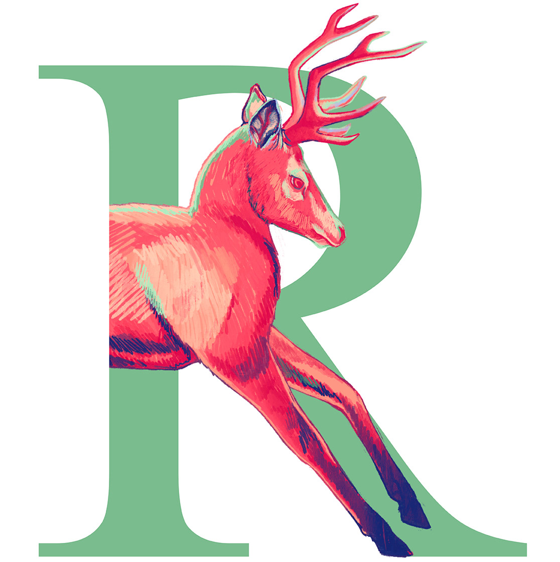 Reindeer / Renna