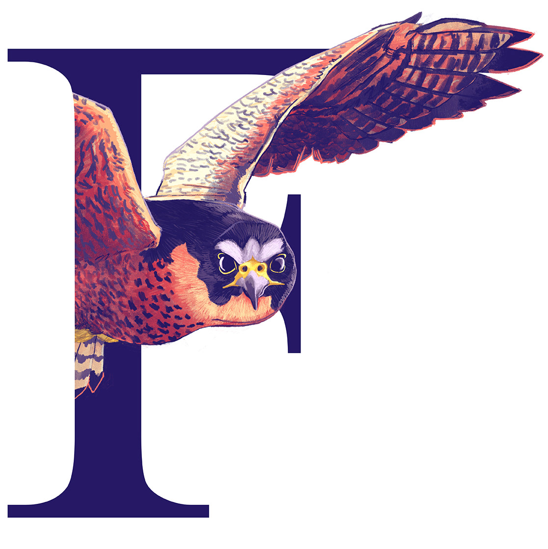 Falcon / Falco