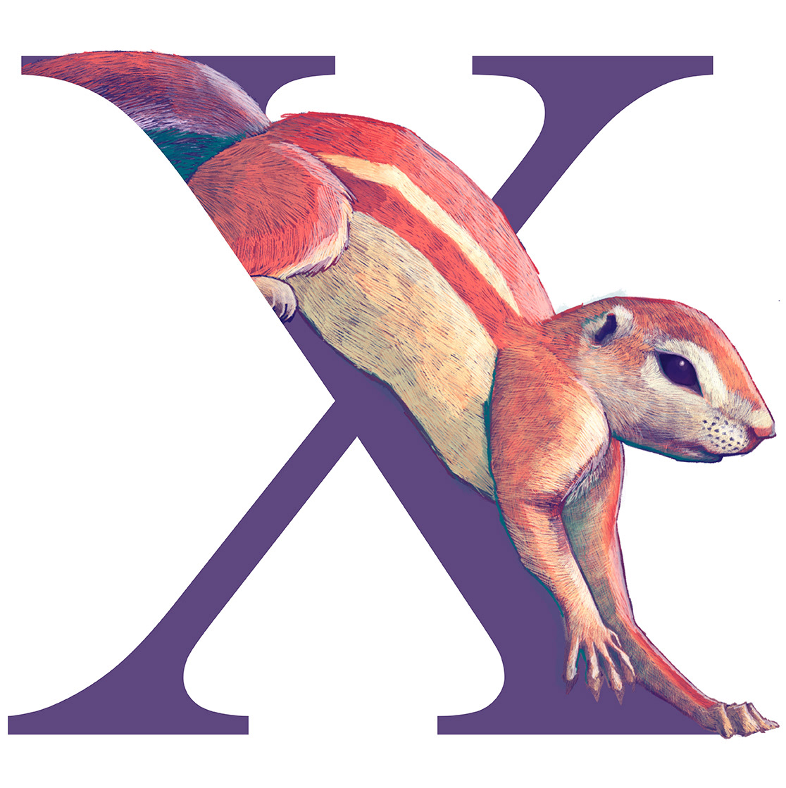 Xerus