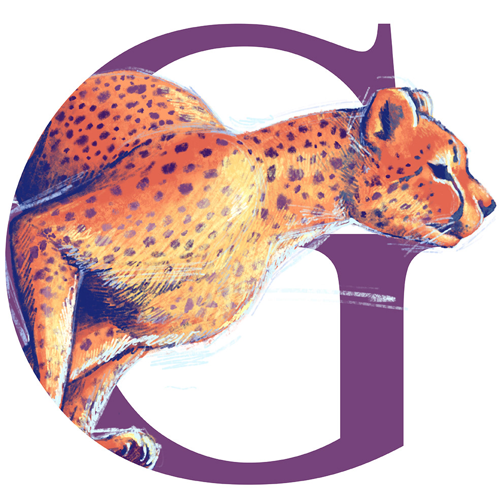 Ghepardo