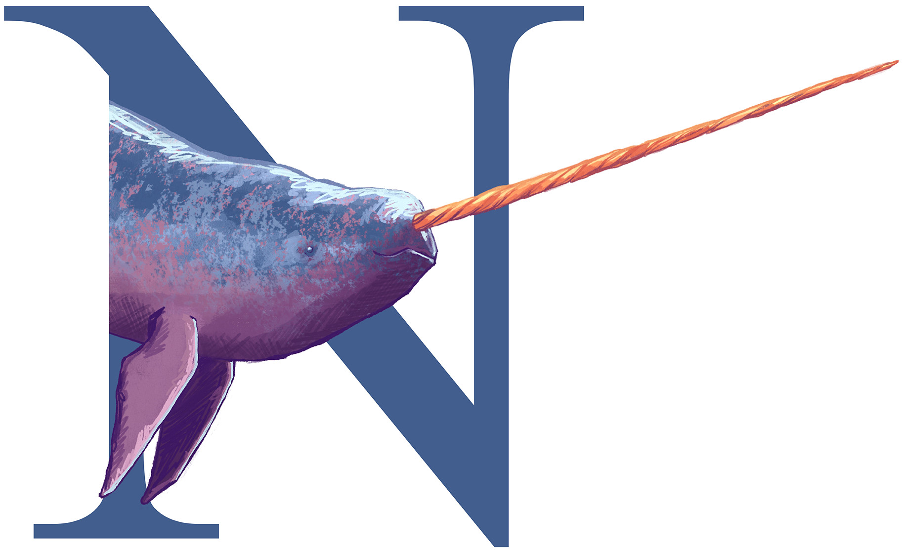 Narwhal / Narvalo