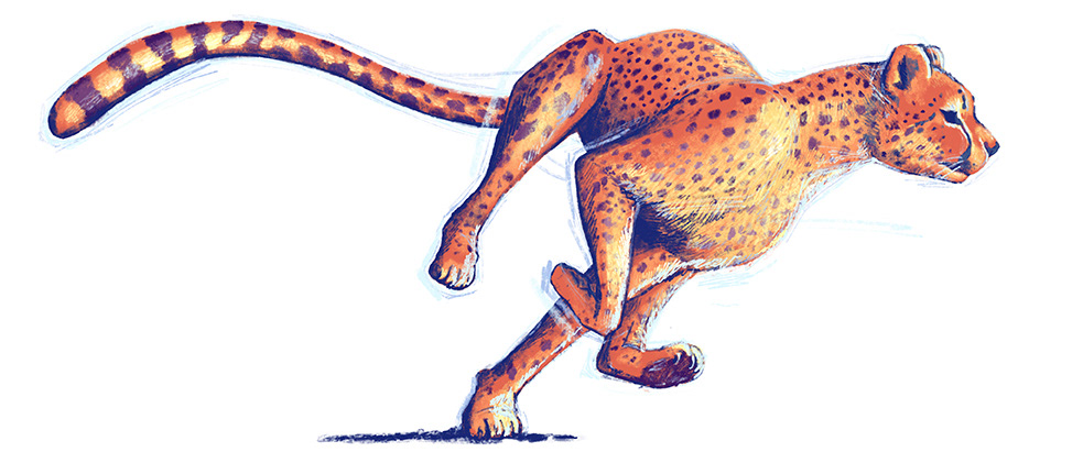 Cheetah