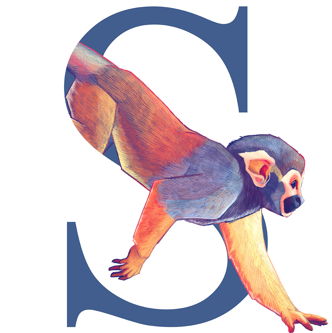 Scimmia