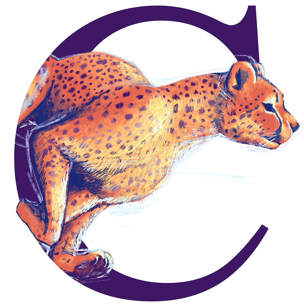 Cheetah