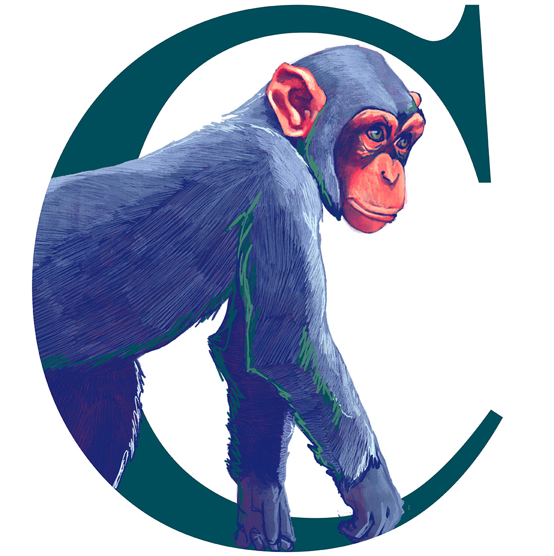 Chimpanzee