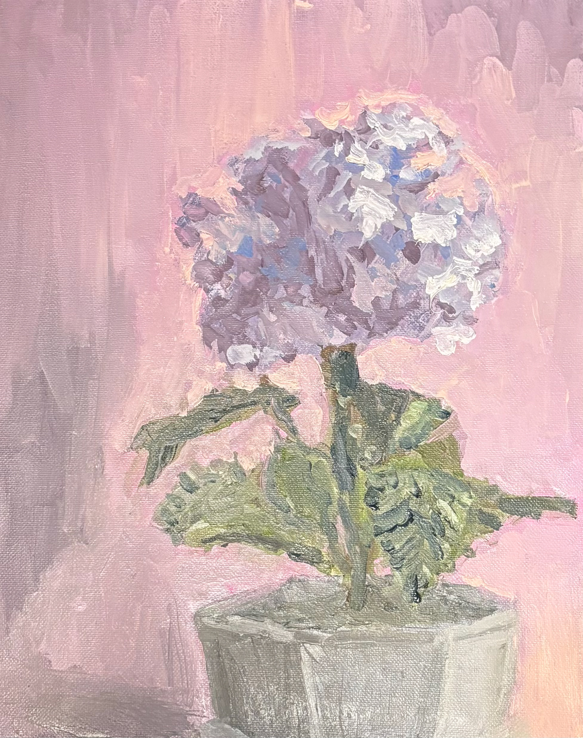 Hydrangea, 2024 