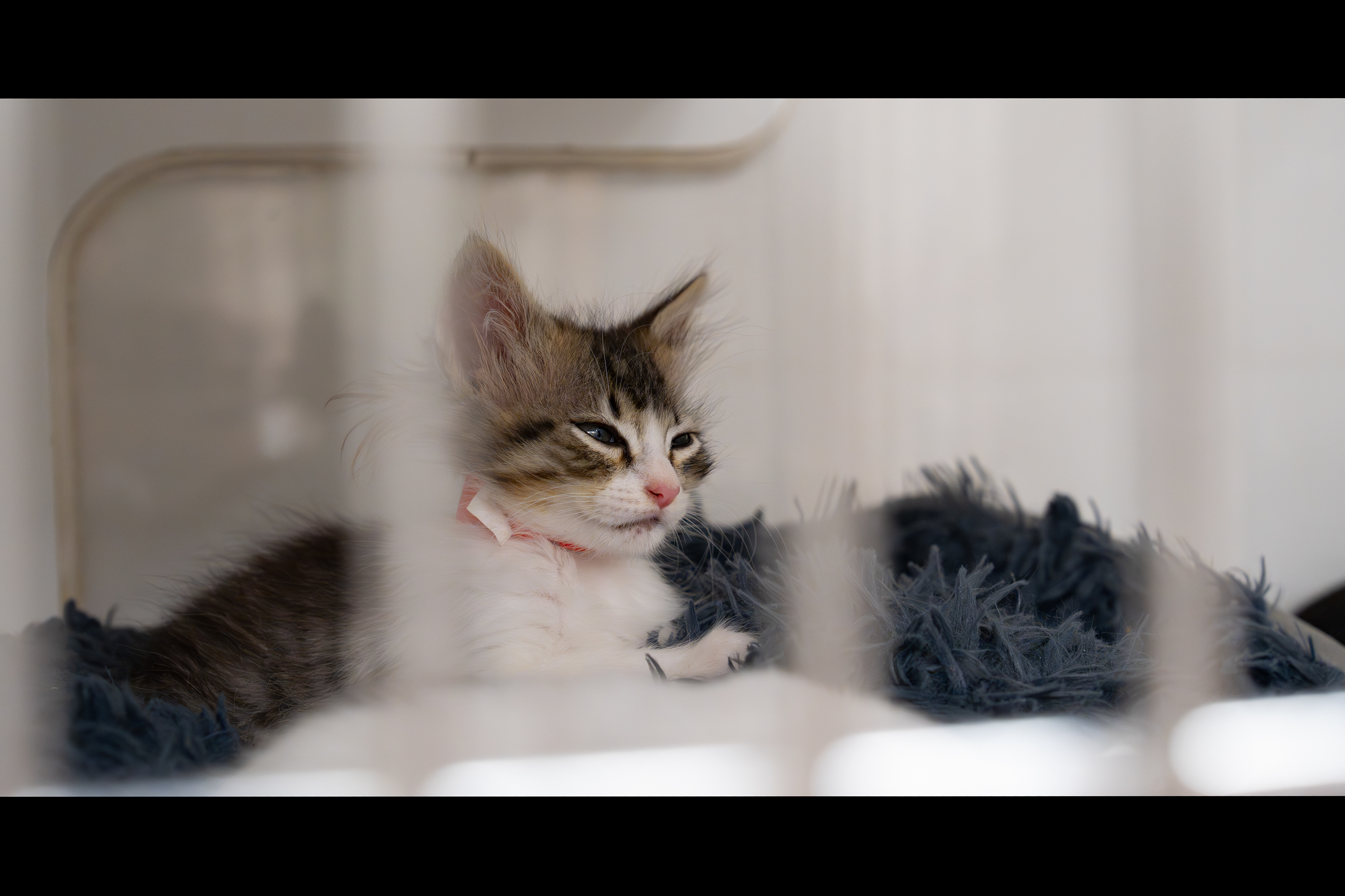 Hayward Animal Shelter