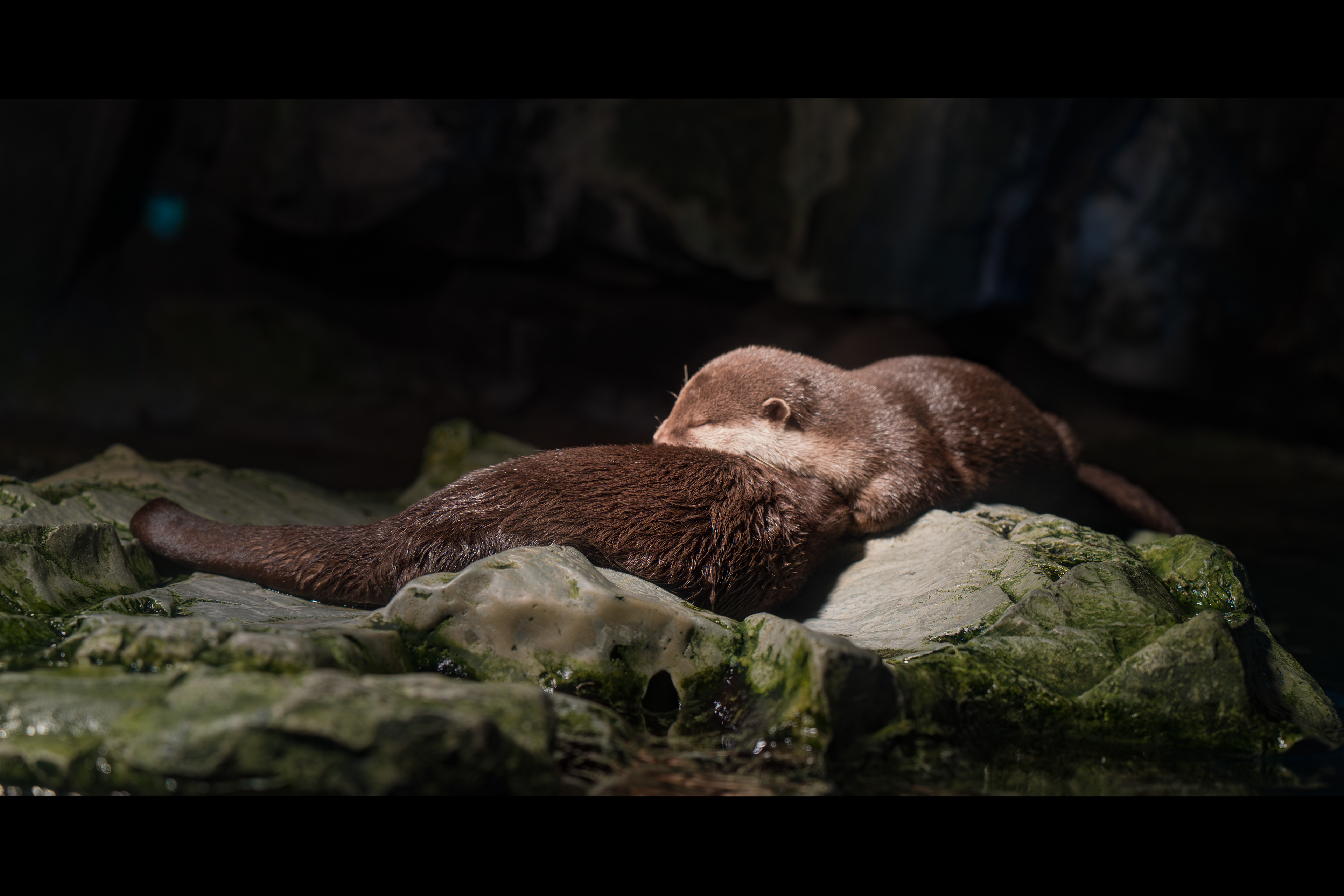 Otters Hold Hands (Osaka, Japan)