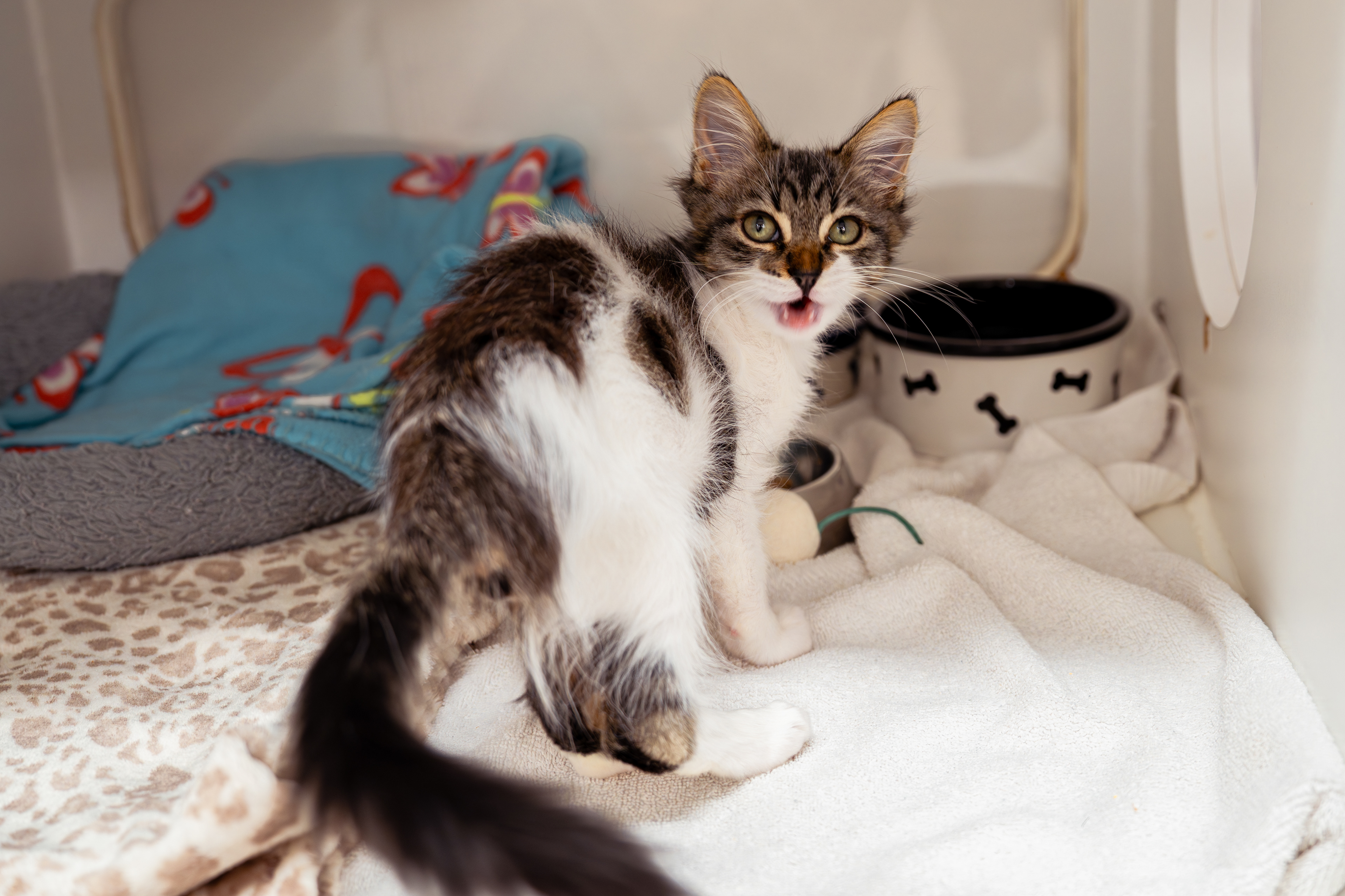 Hayward Animal Shelter