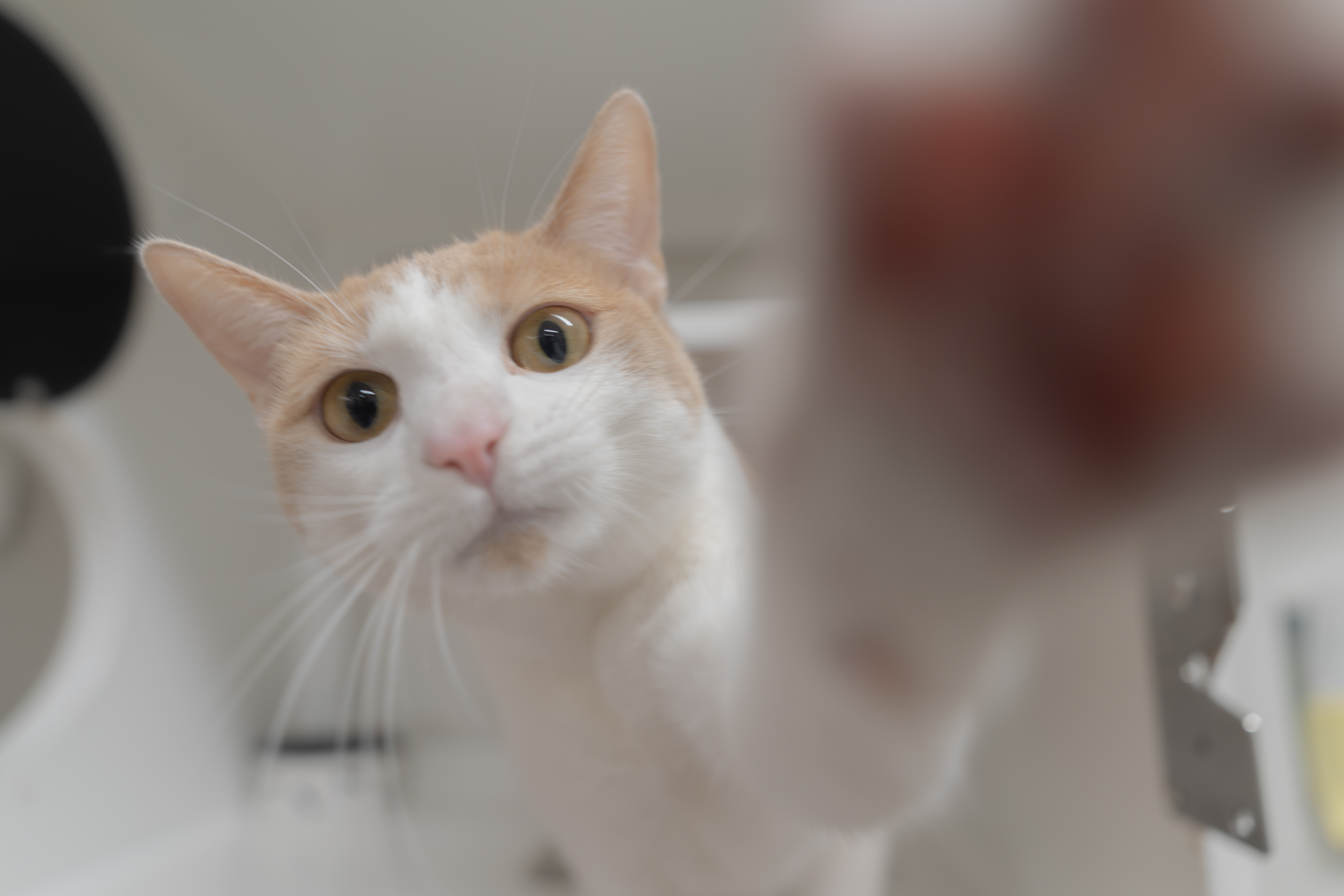 Hayward Animal Shelter