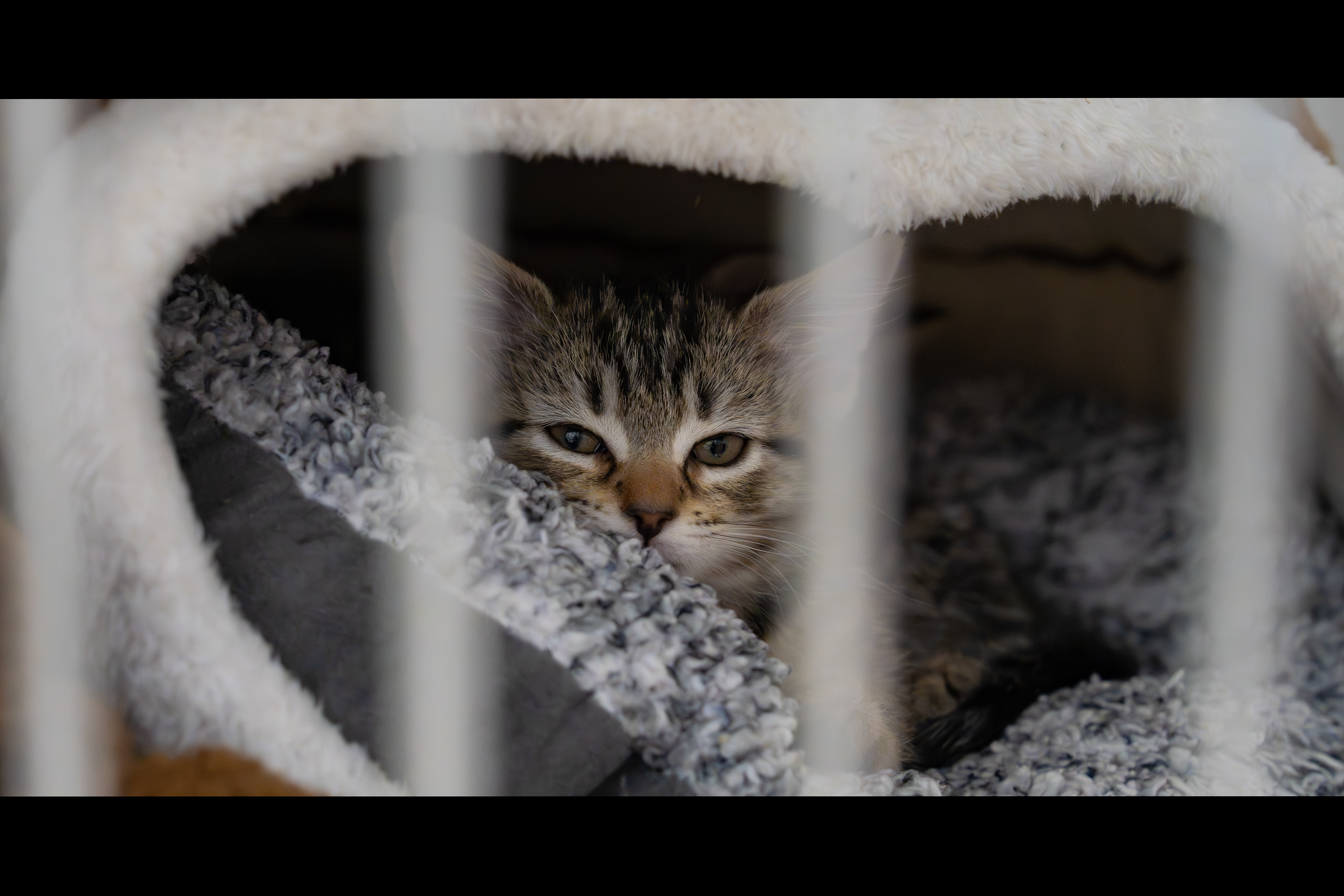 Hayward Animal Shelter