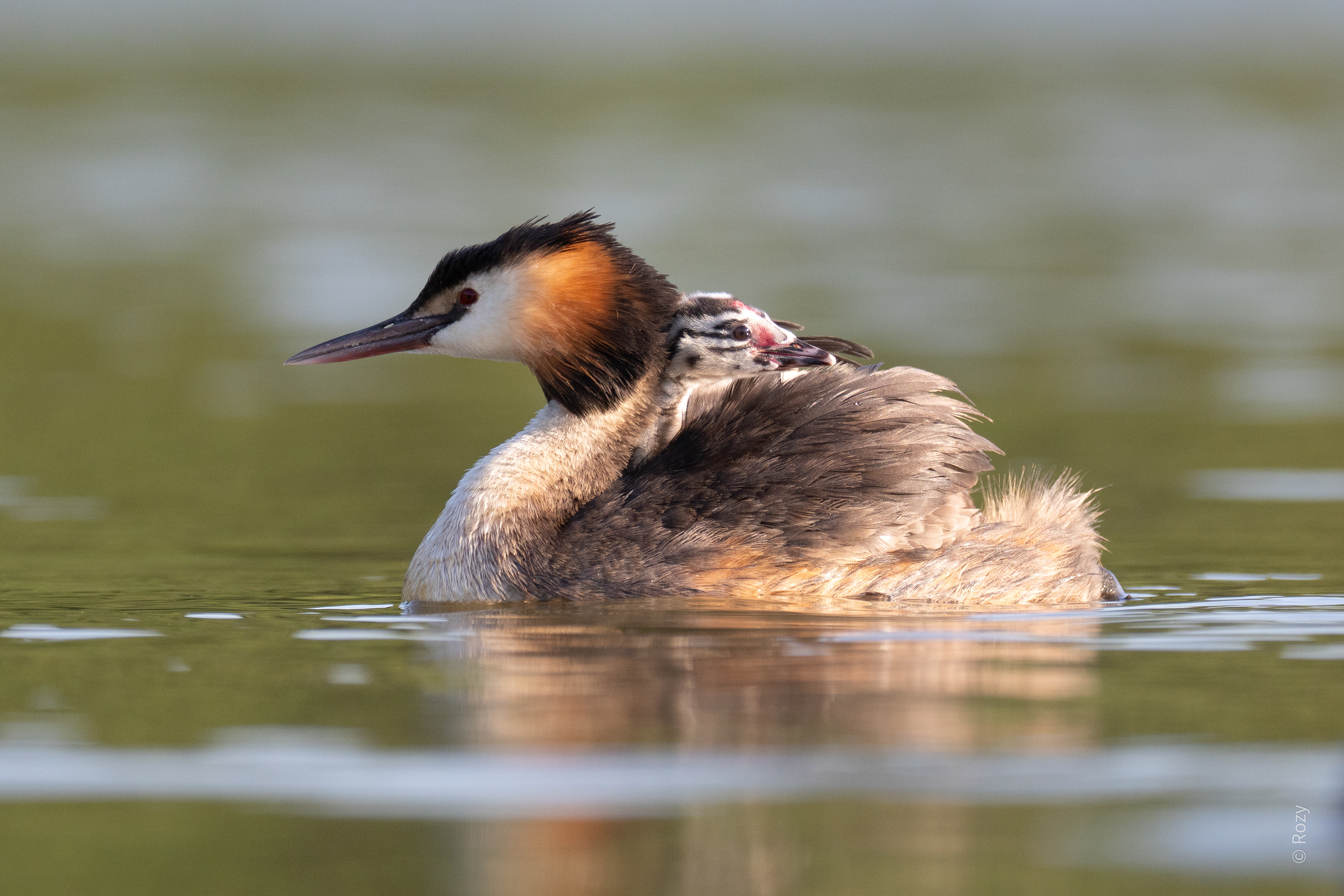 De moeder met het jong veilig geborgen