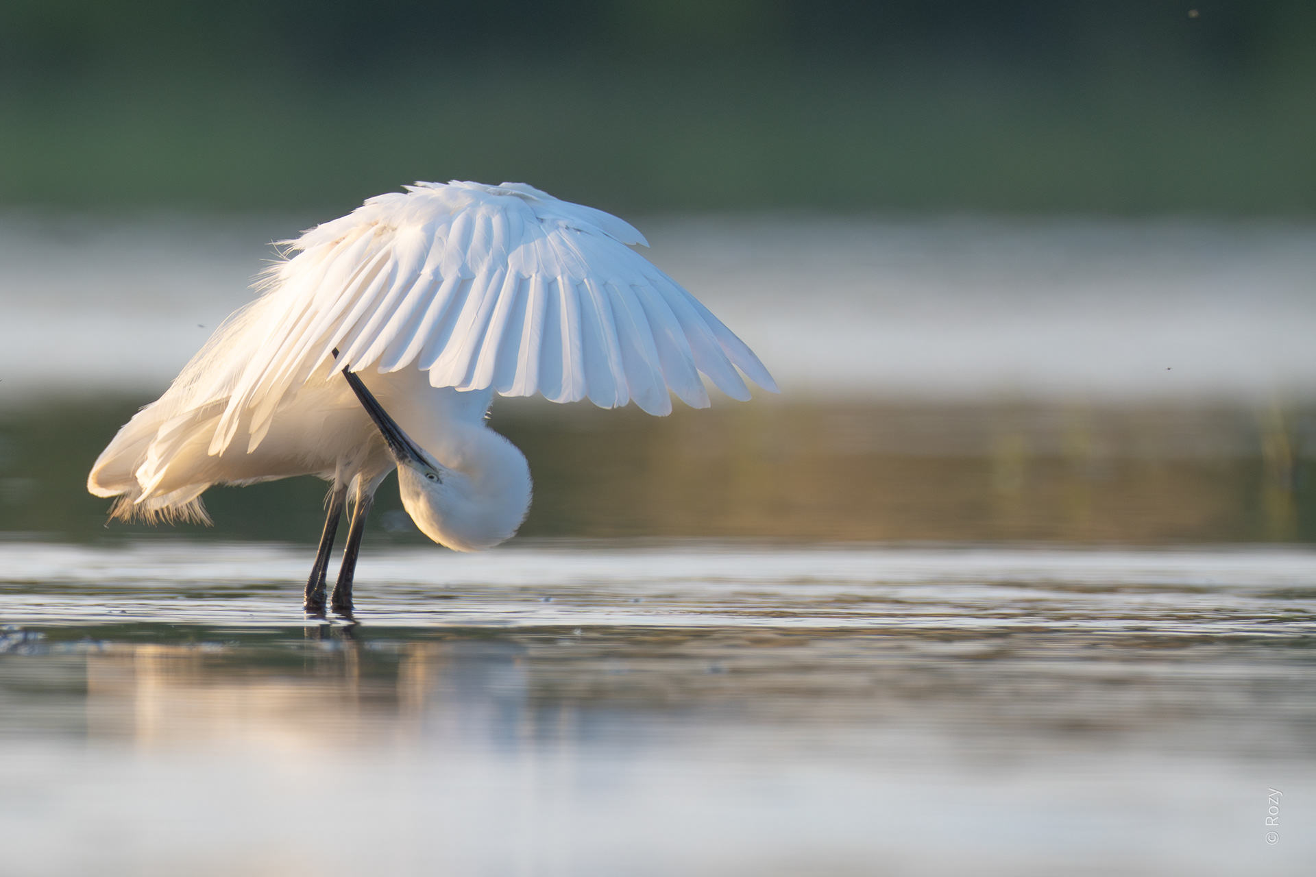 Deze zilverreiger lijkt wel een paraplu als hij zijn pluimen herschikt.