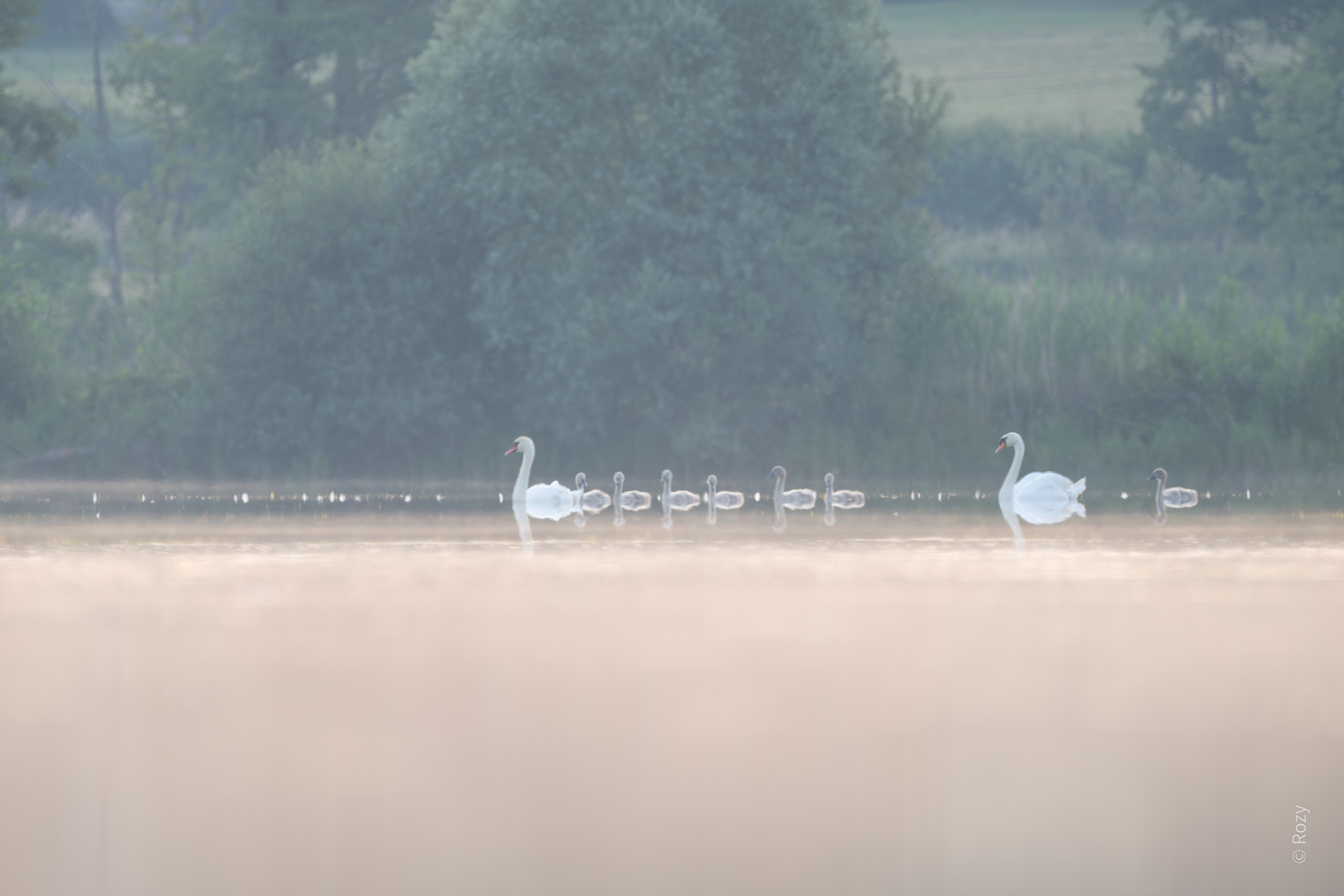 Een koppel zwanen komt met hun donzige jongen uit het riet tevoorschijn.