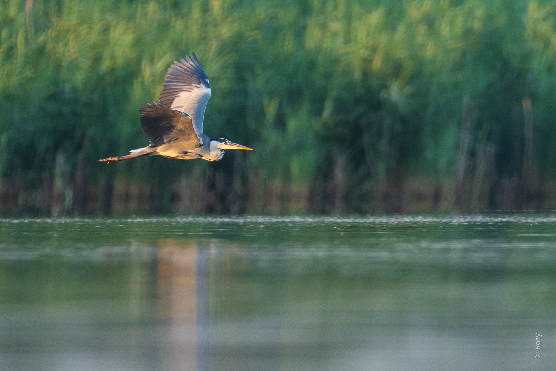 Ook de blauwe reiger zoekt nu en dan een ander plekje.