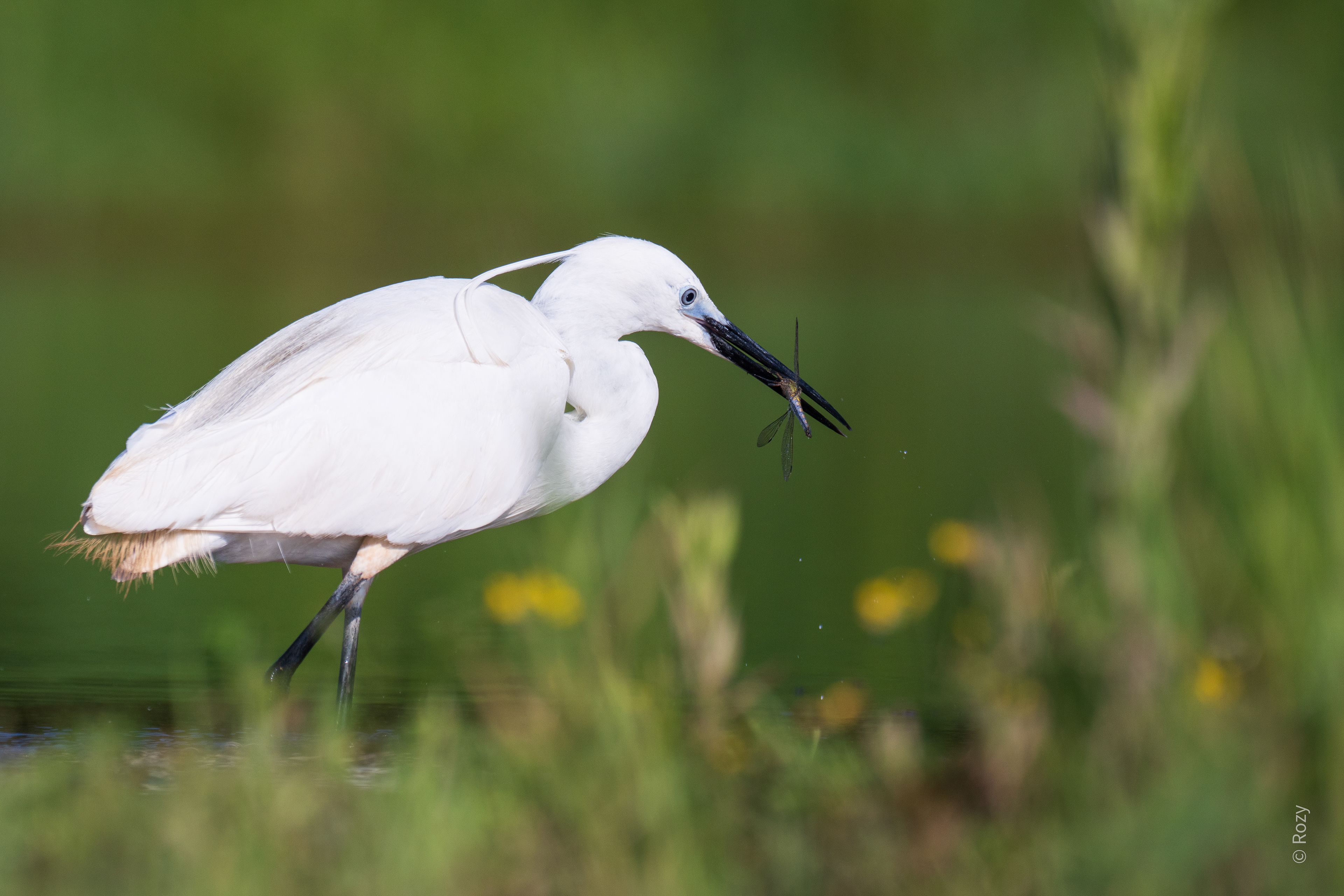 Ook libellen staan op het menu.