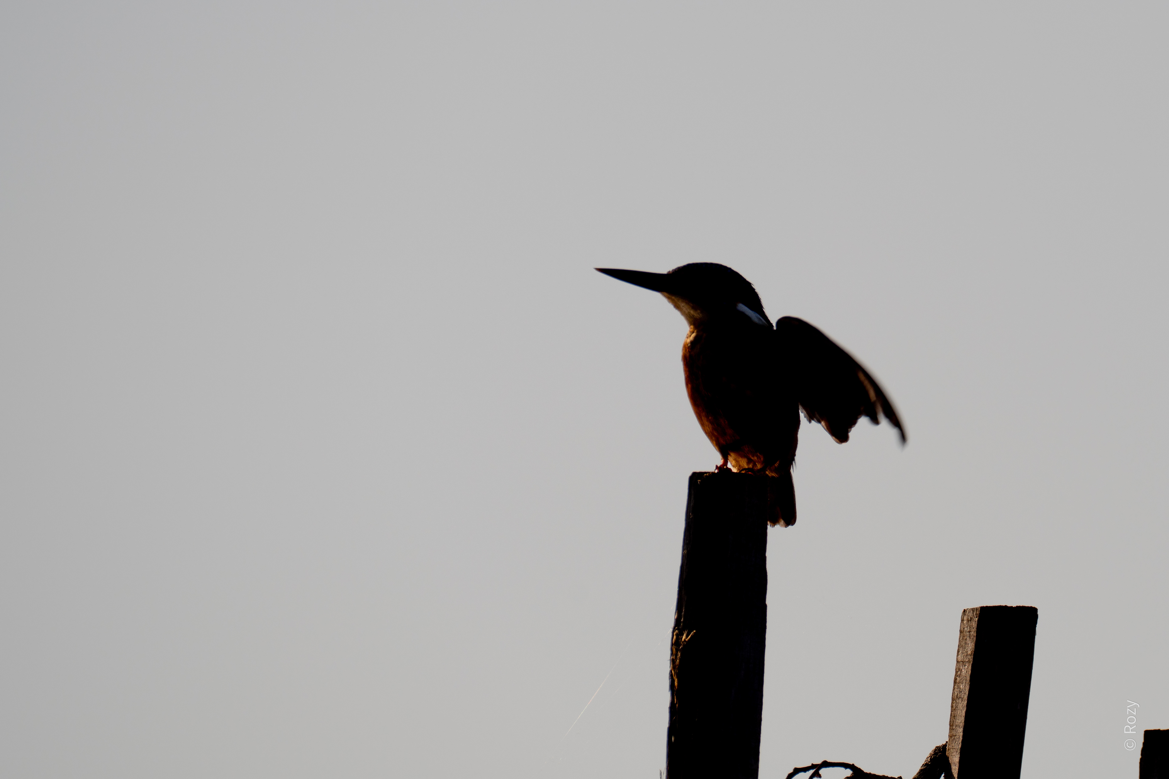 Een ijsvogeltje neemt zijn favoriete plaats in.