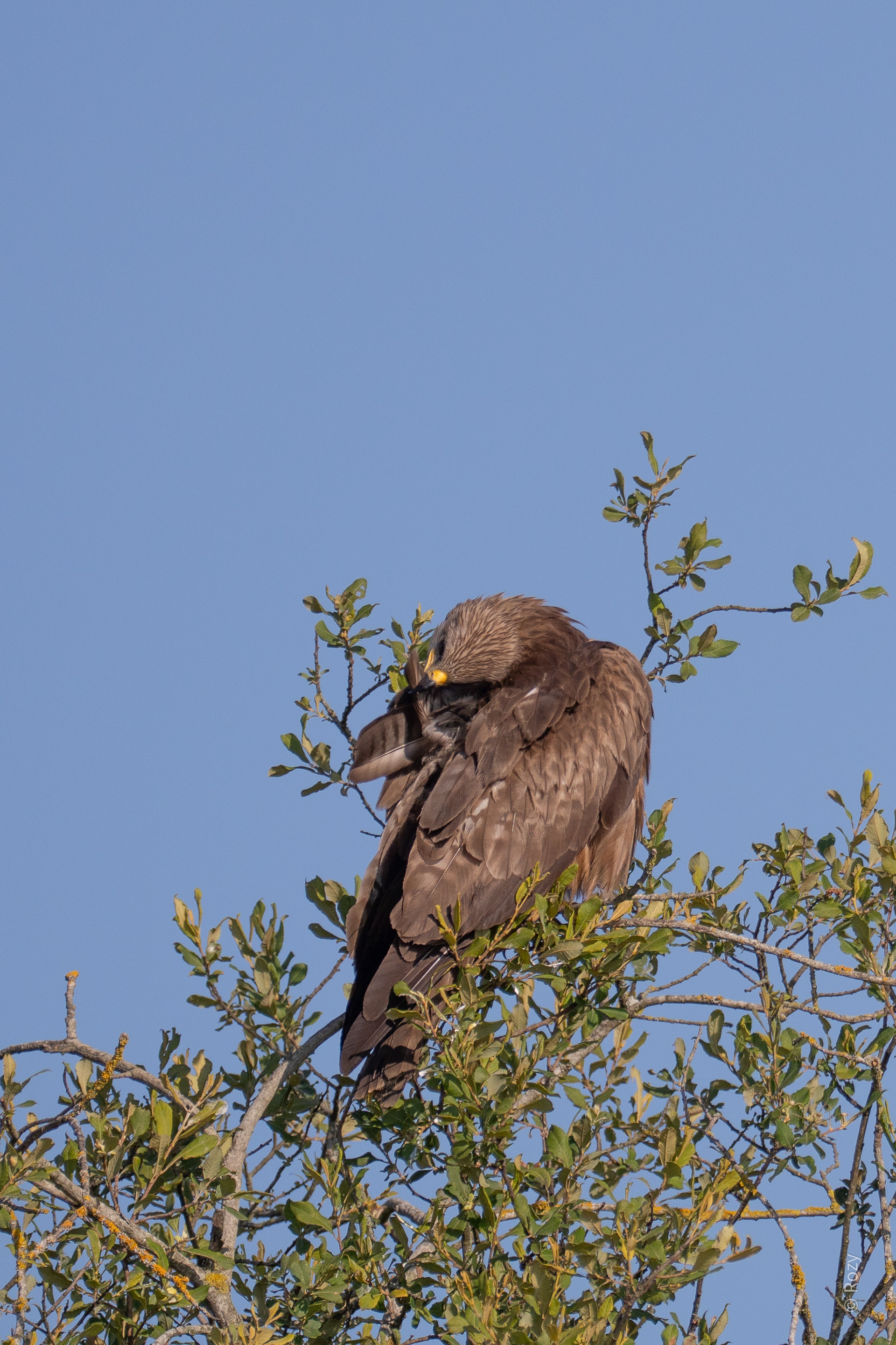 Ook de zwarte wouw inspecteert zorgvuldig zijn verenkleed.