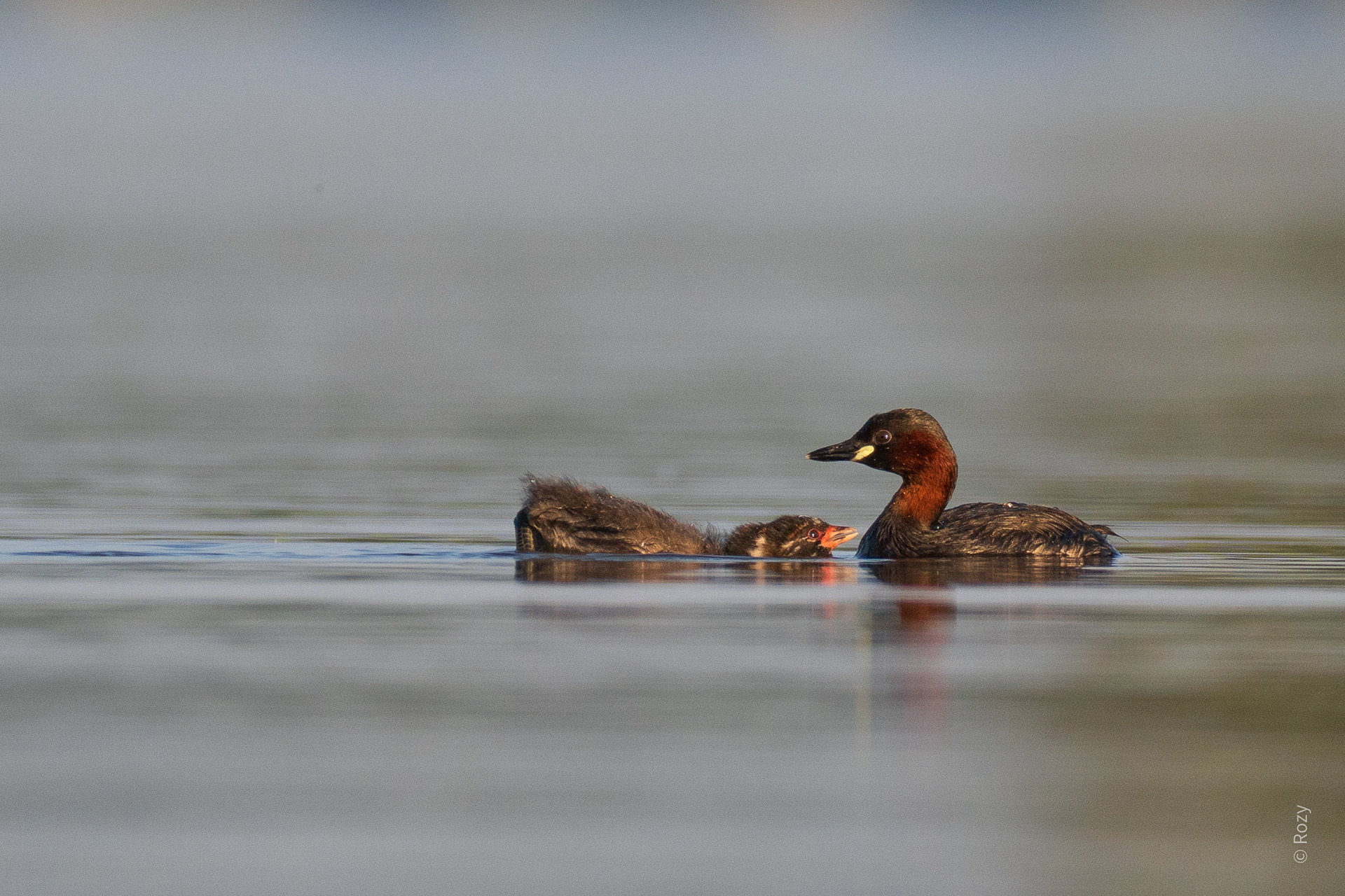 Moeder dodaars met jong.