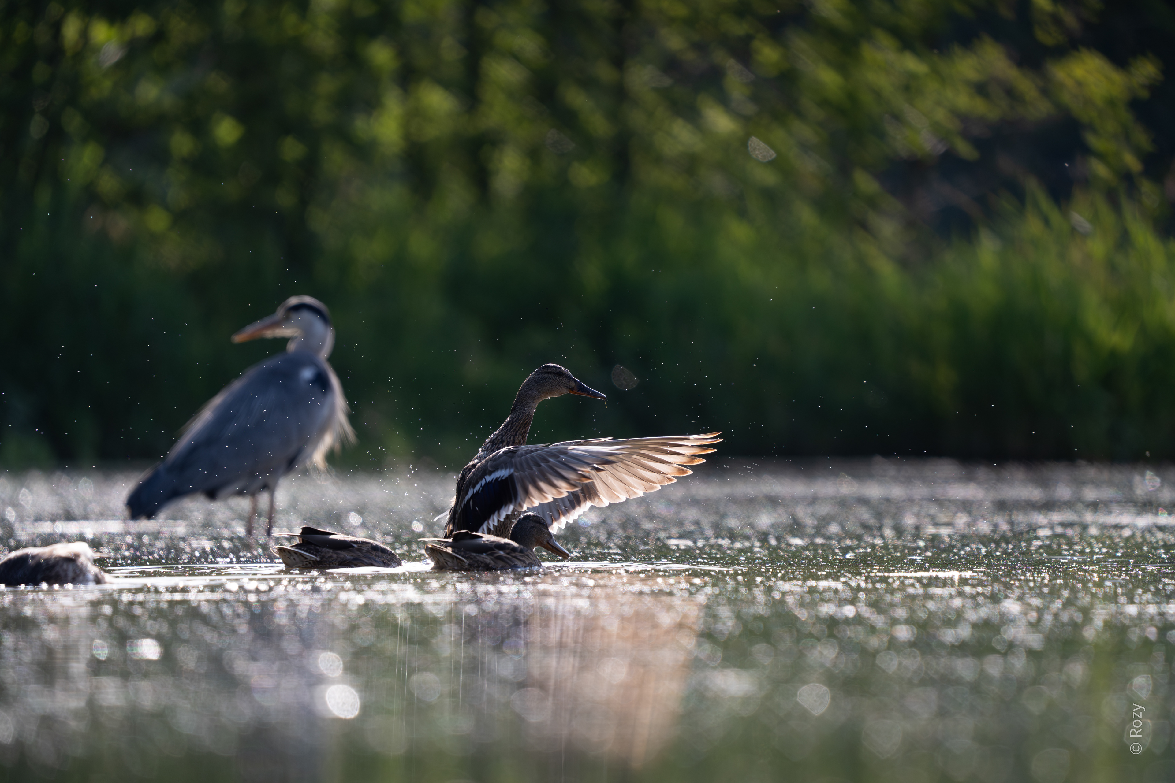 Deze bergeend doet het voor: even de vleugels strekken: naar voor...
