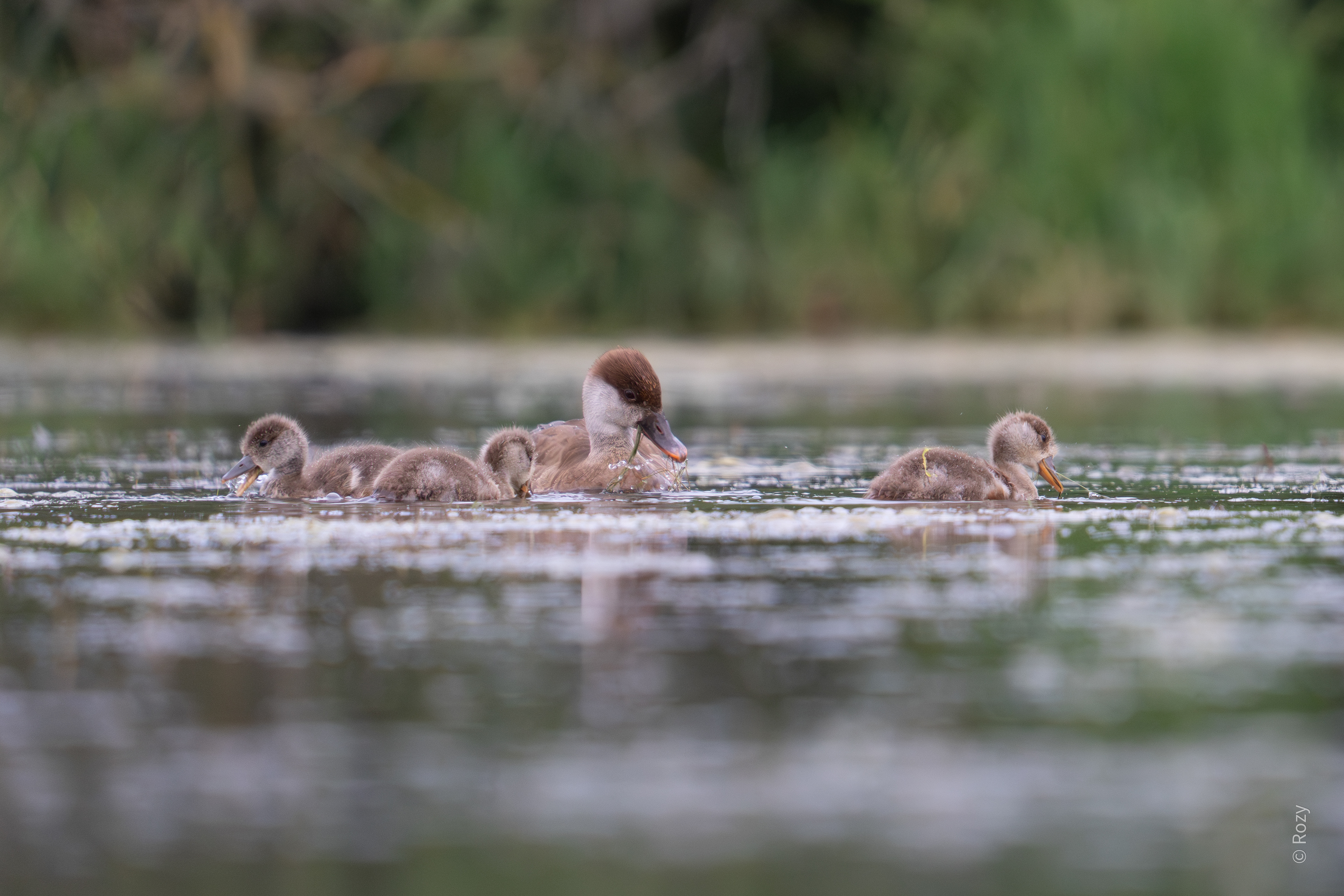Moeder krooneend toont haar jongen hoe het foerageren moet.