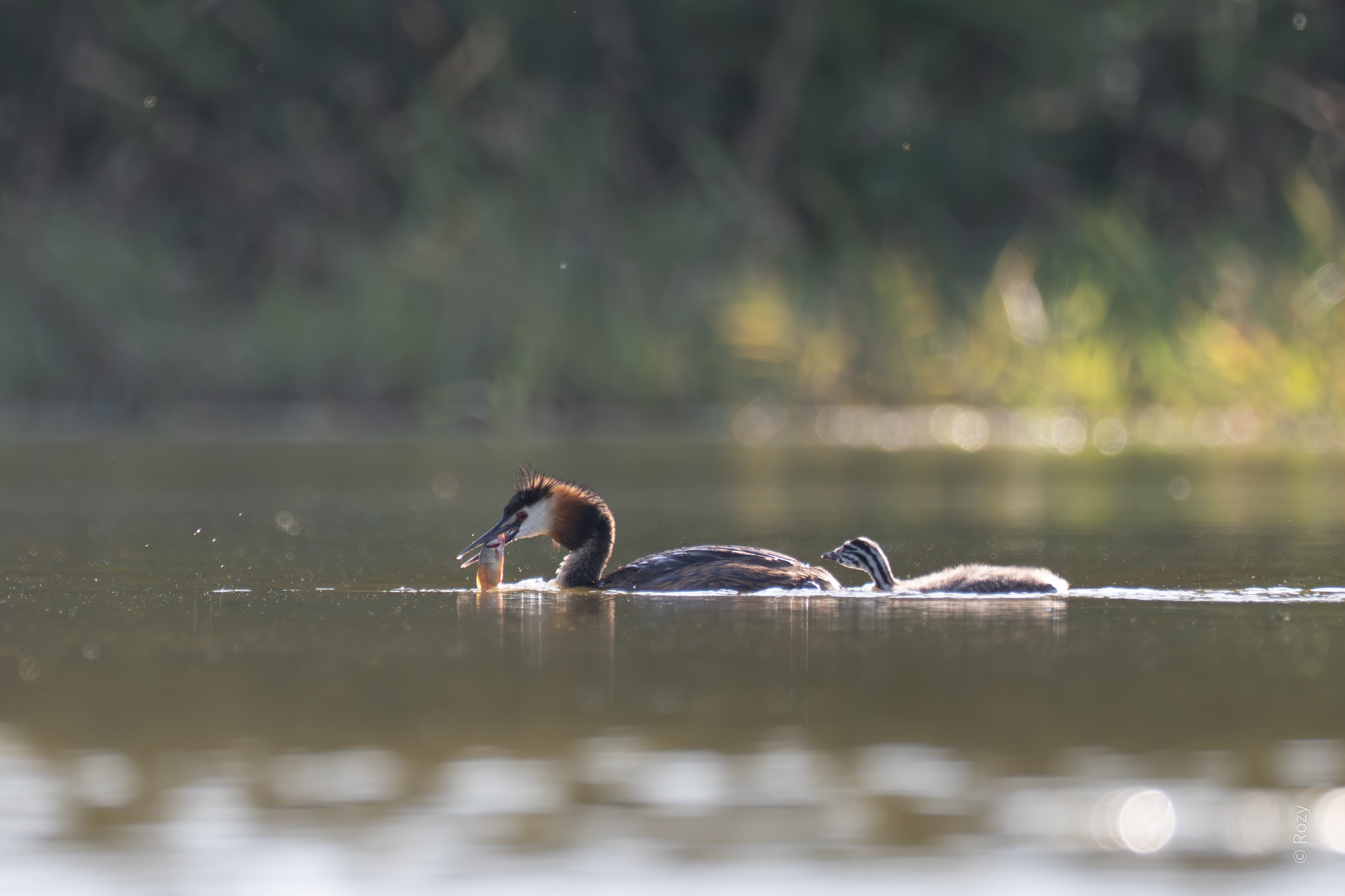 De jongen komen snel aangezwommen als een van de ouders een vis gevangen heeft.