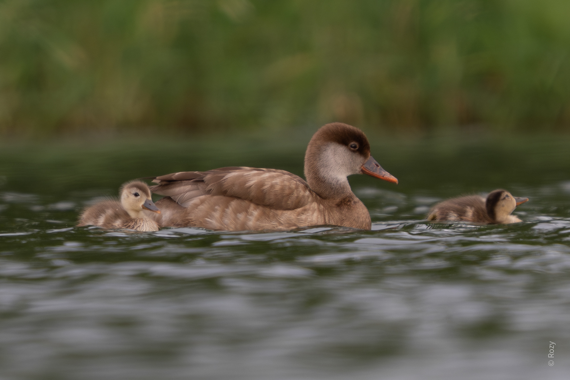 Moeder krooneend zwemt stilletjes voorbij met haar kroost.