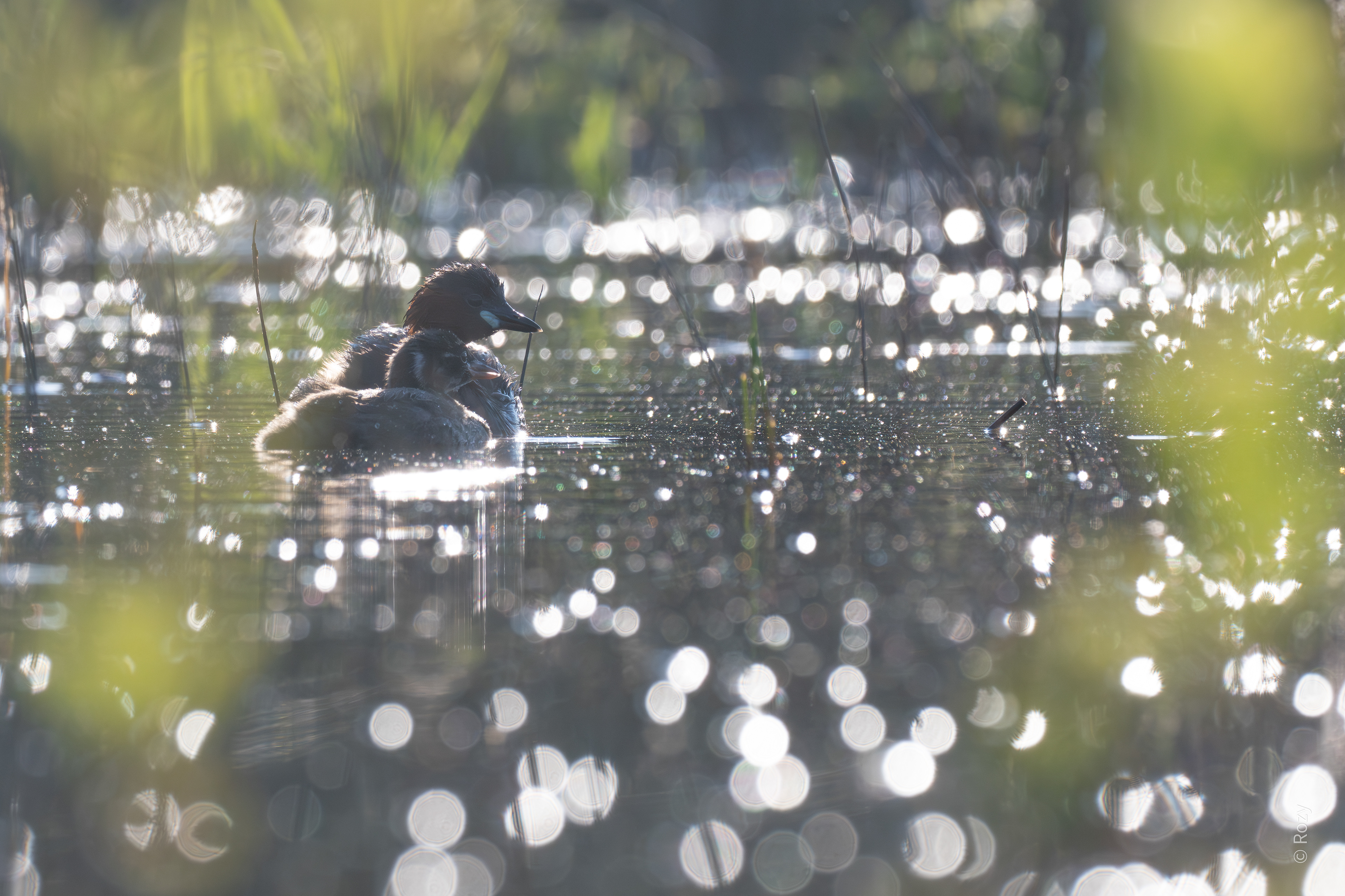 Moeder dodaars geniet samen met haar jong van de late avondzon.