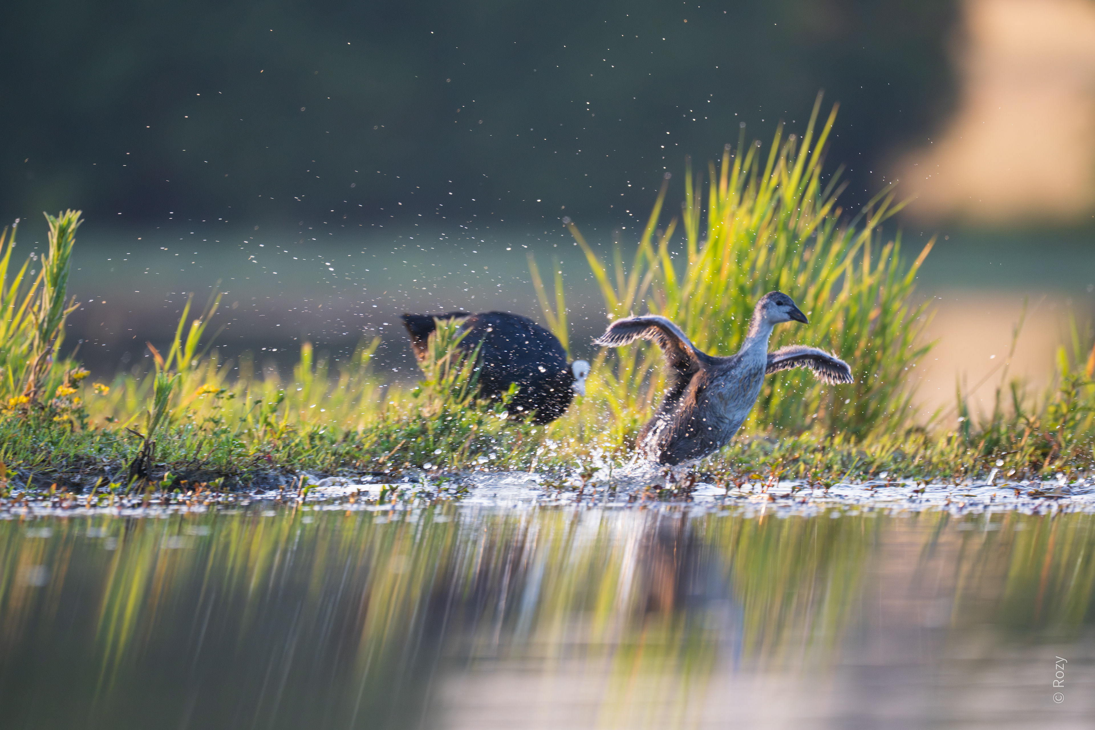 Een jonge meerkoet spreidt de vleugels vol enthousiasme.