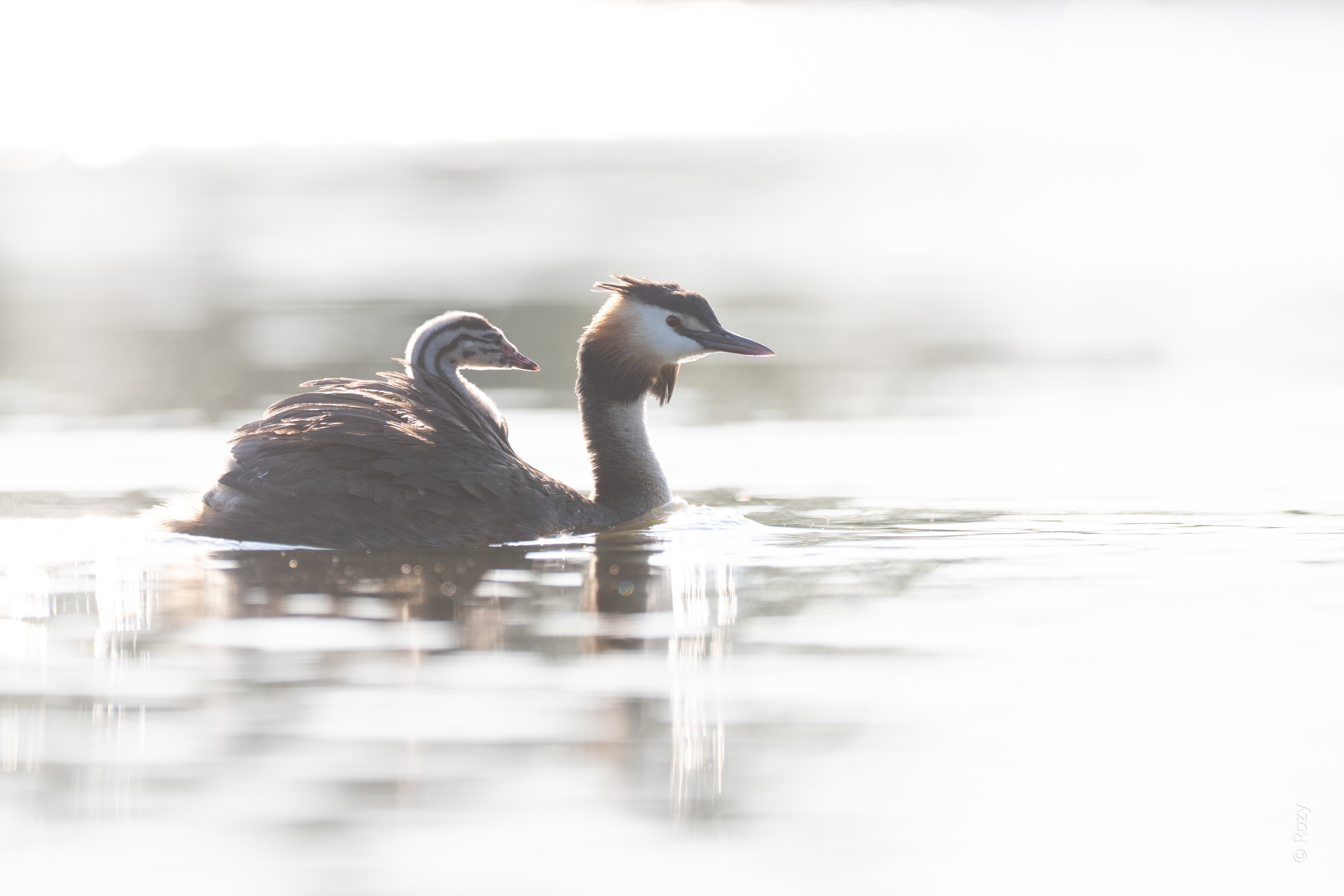 Moeder fuut koestert haar kleintje veilig op haar rug.