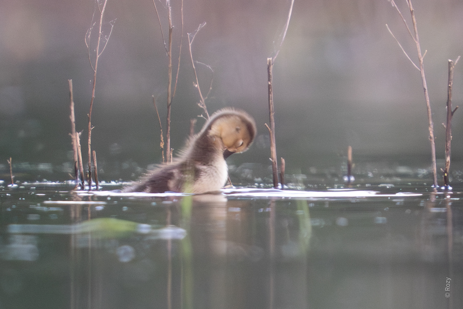 Zelfs het piepkleine krooneendje poetst al mee.