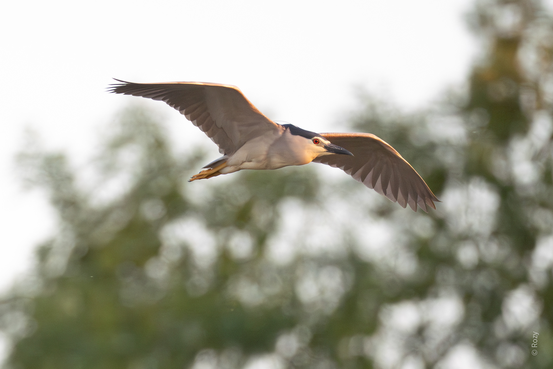 De kwak verplaatst zich muisstil.