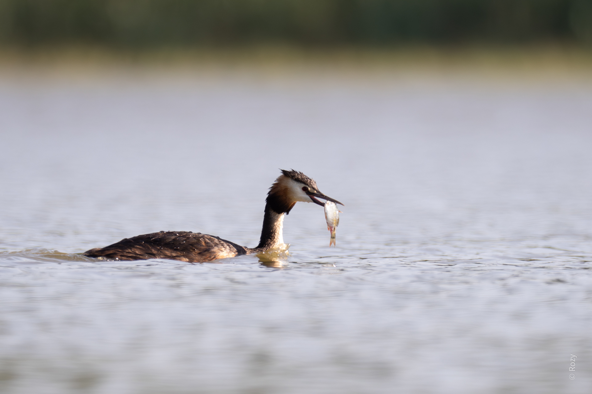Ook deze fuut heeft een feestmaaltijd verschalkt.