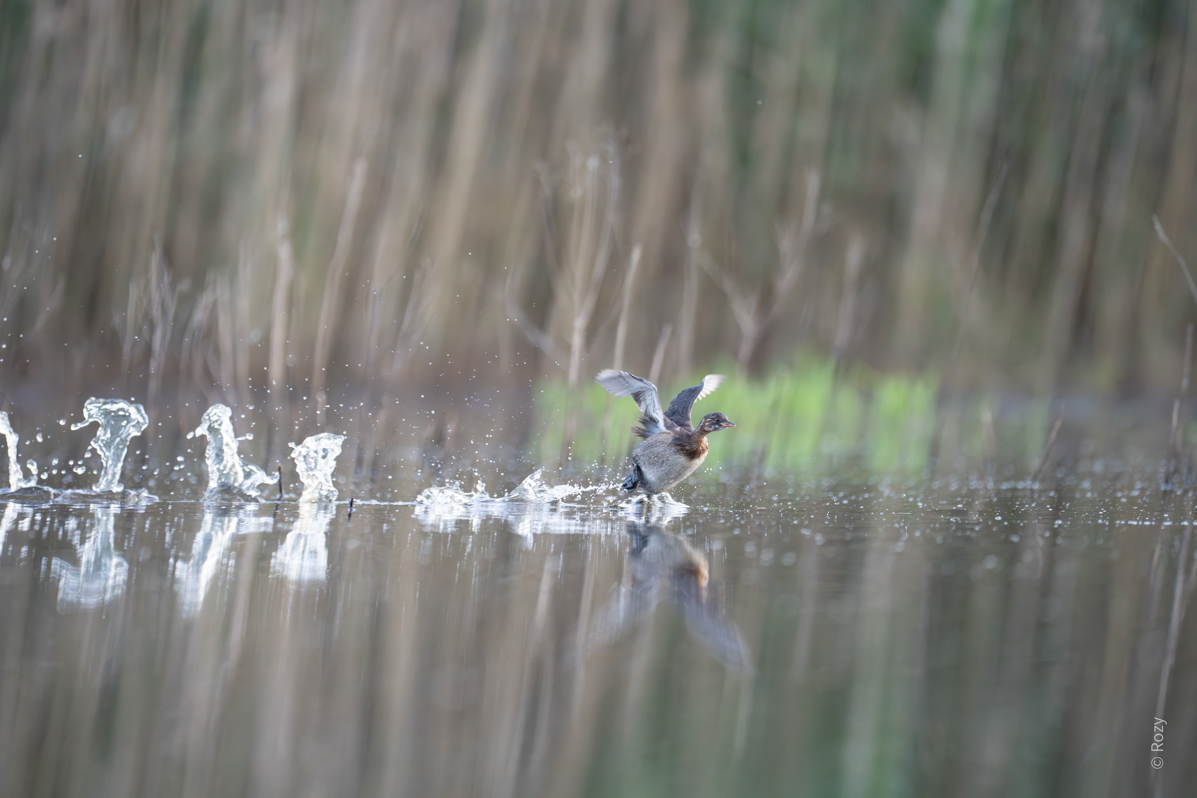 Deze jonge dodaars spettert er op los.