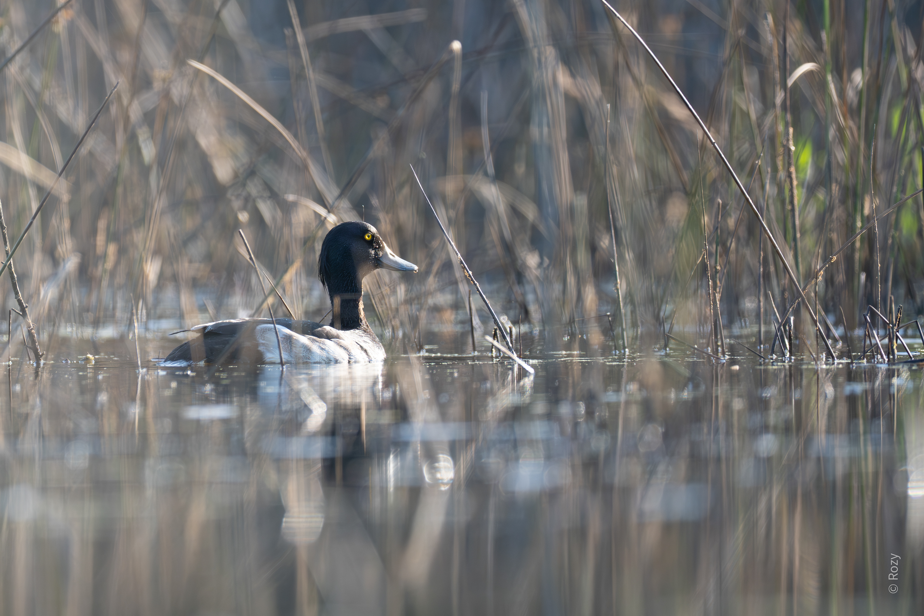 Een kuifeend  mannetje glinstert tussen het riet.