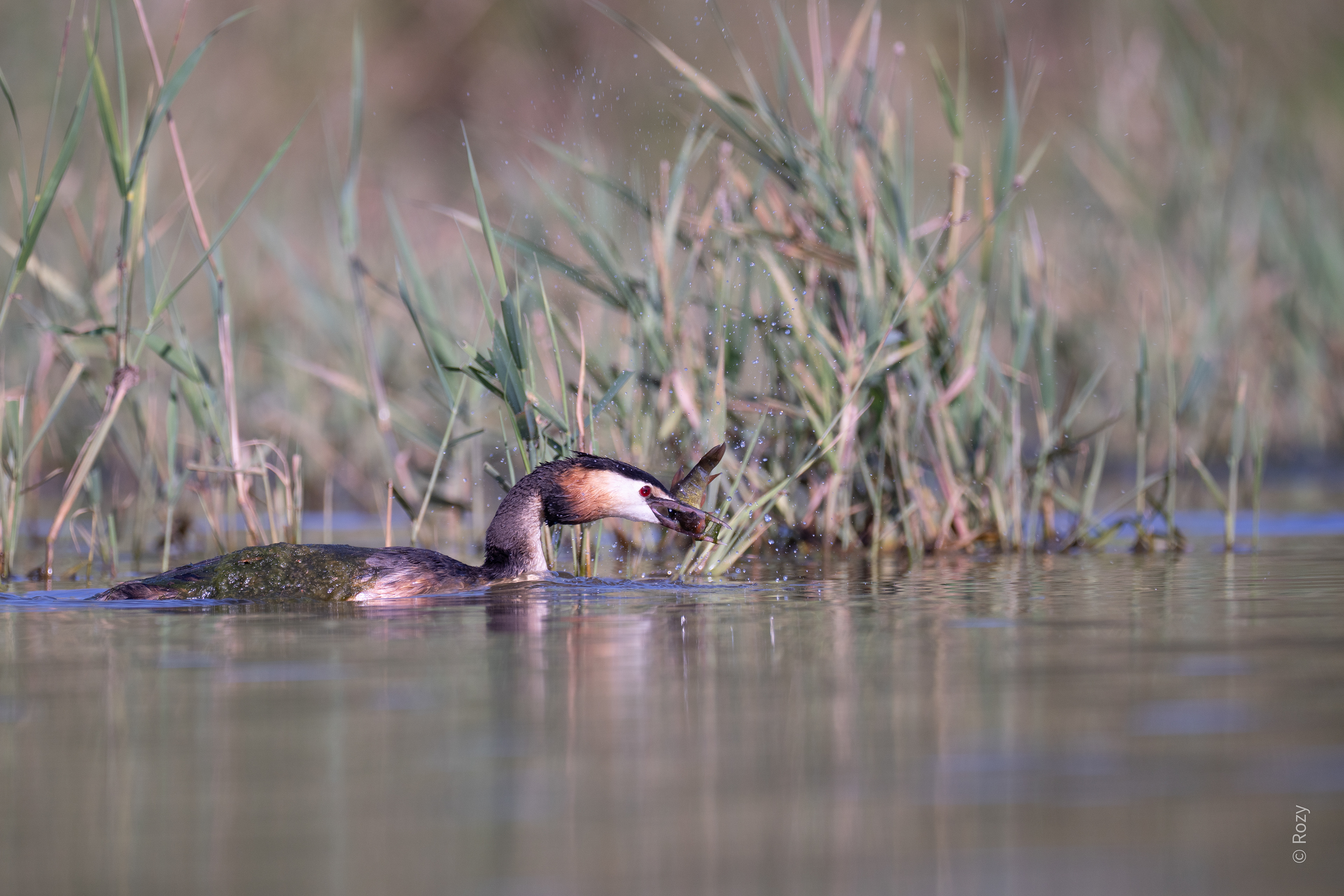 Deze fuut houdt zijn spetterende prooi in bedwang.