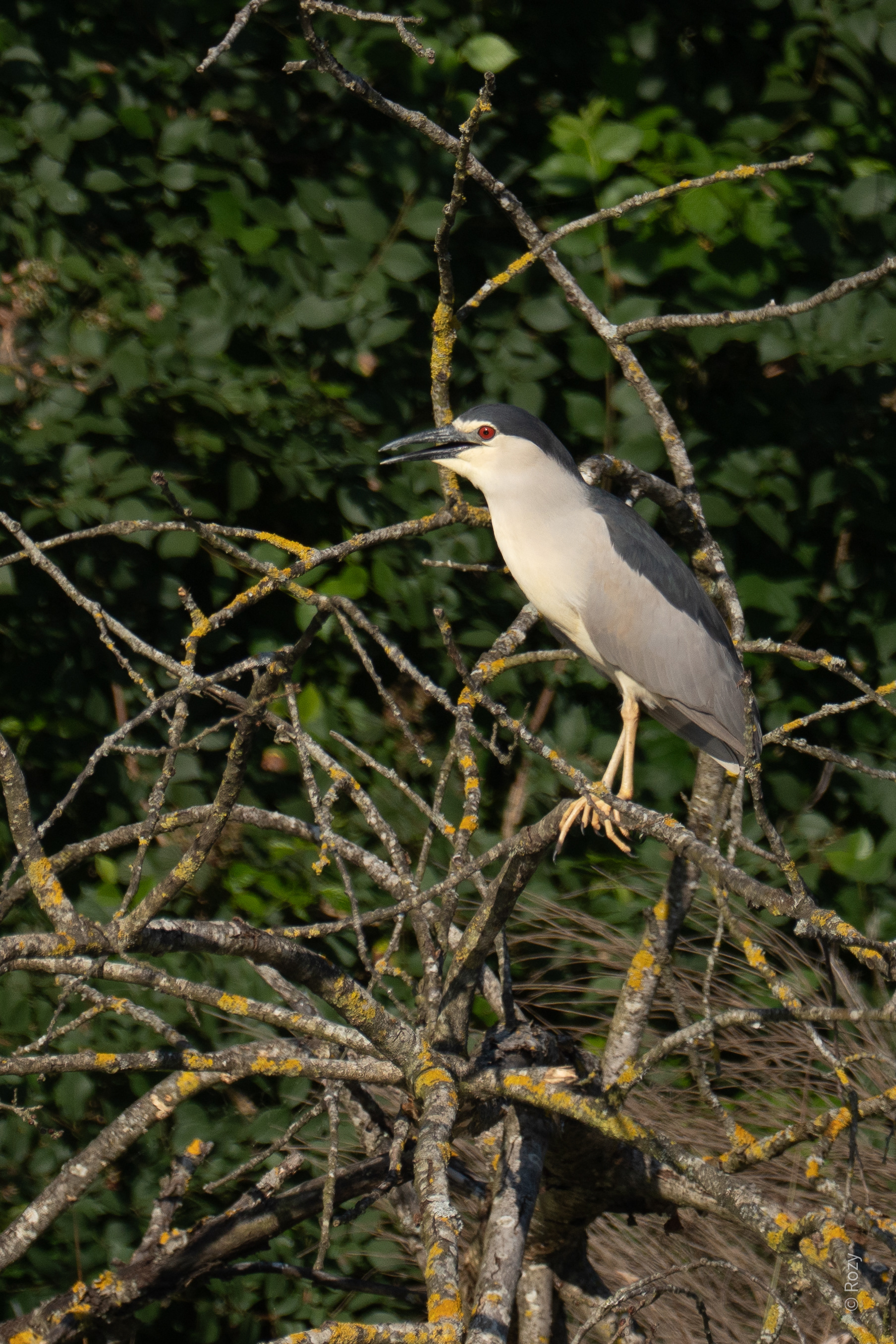 De kwak zit wat hoger in de takken op post.