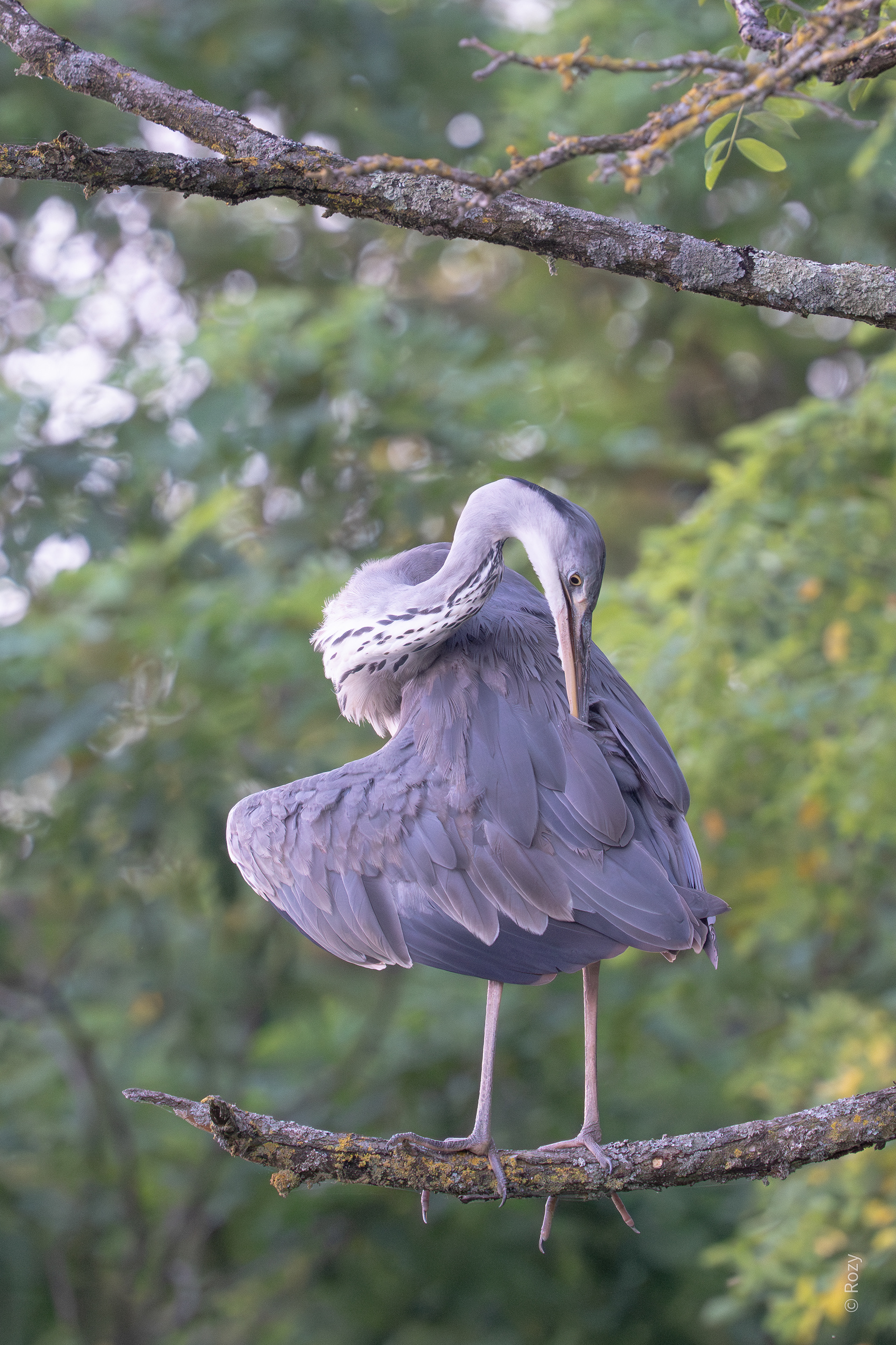 Deze blauwe reiger kan met gemak zijn rug nazien.
