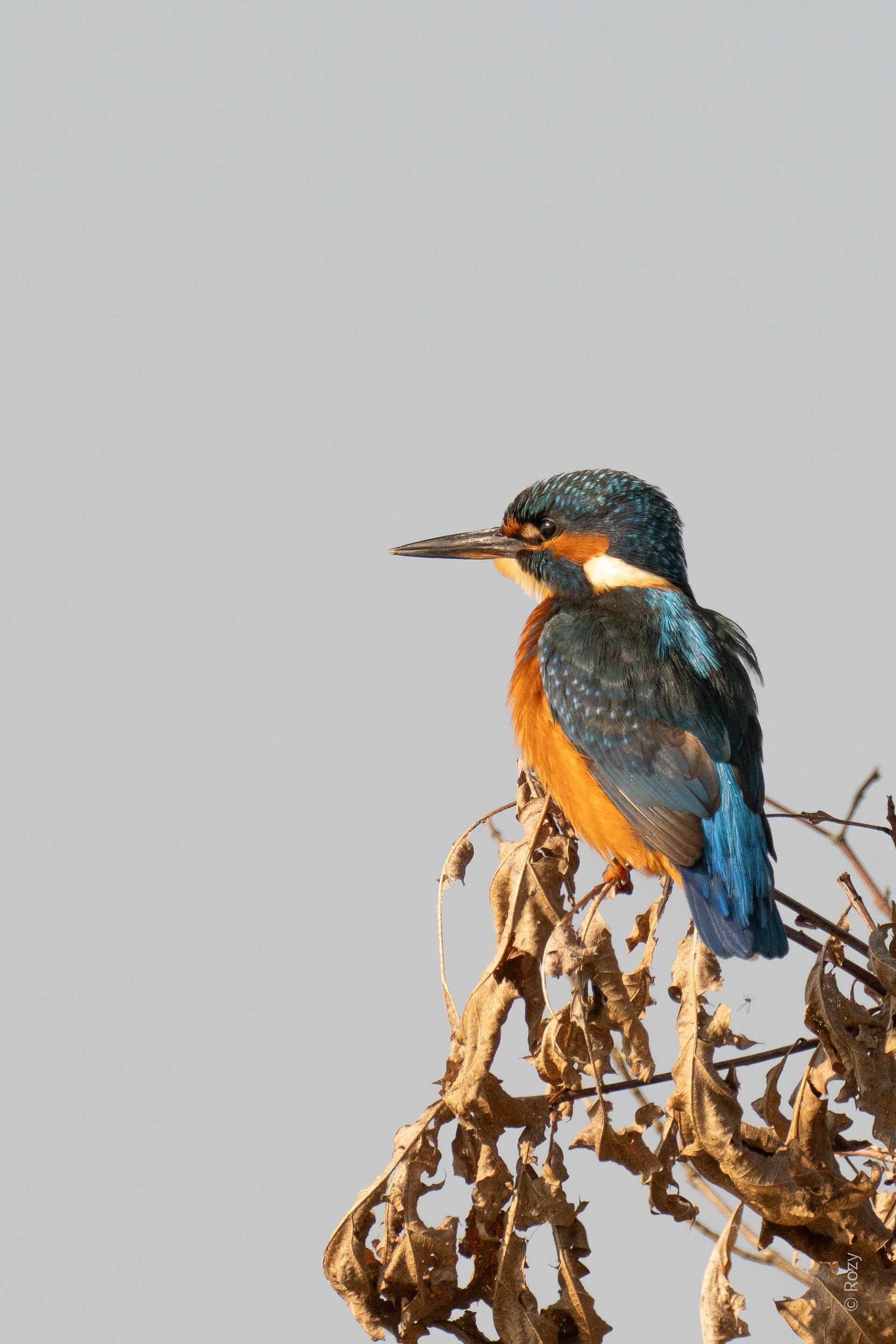 Het ijsvogeltje tuurt geconcentreerd naar de vissen.