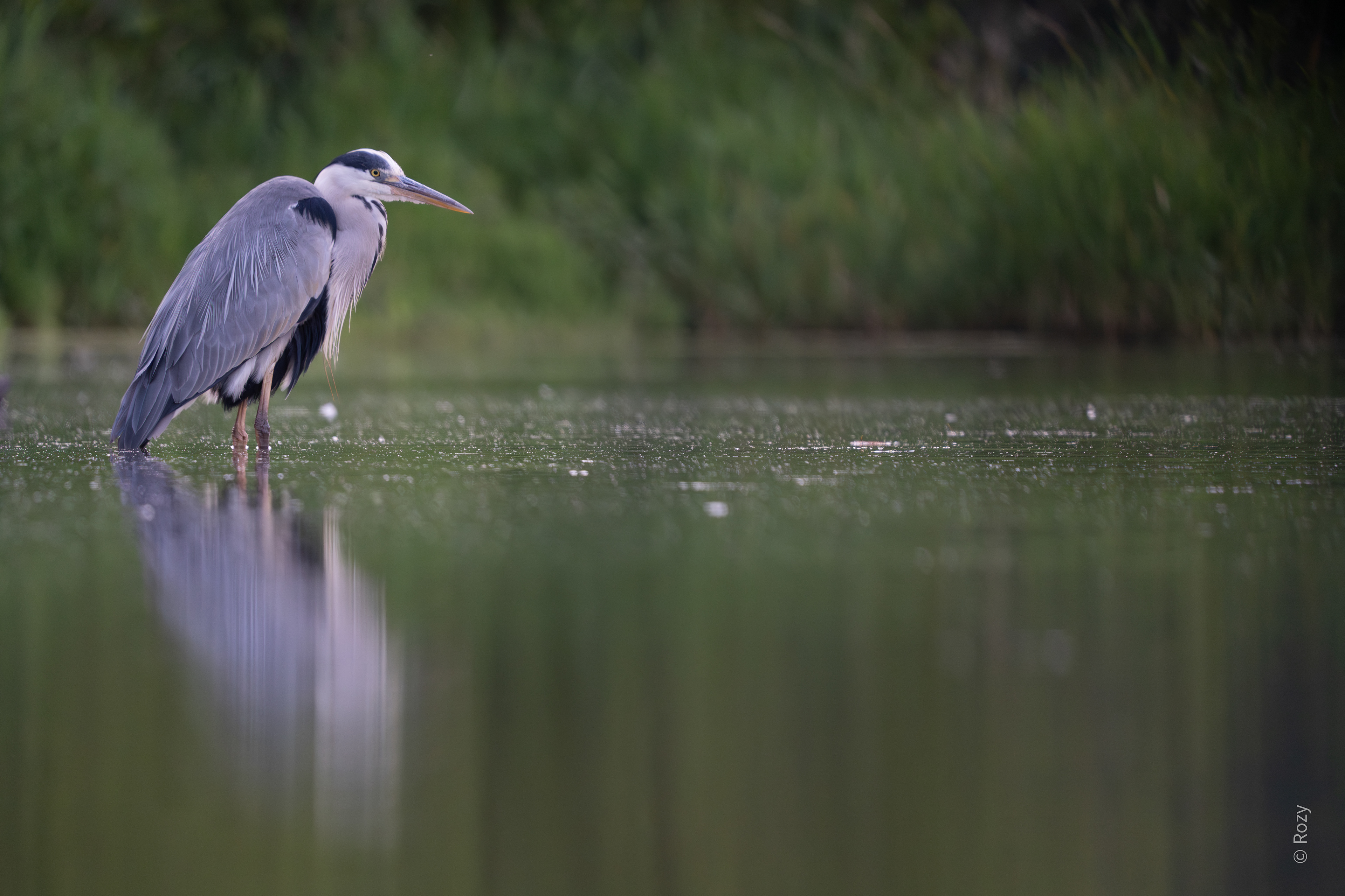 De blauwe reiger staat geduldig in het water te wachten.