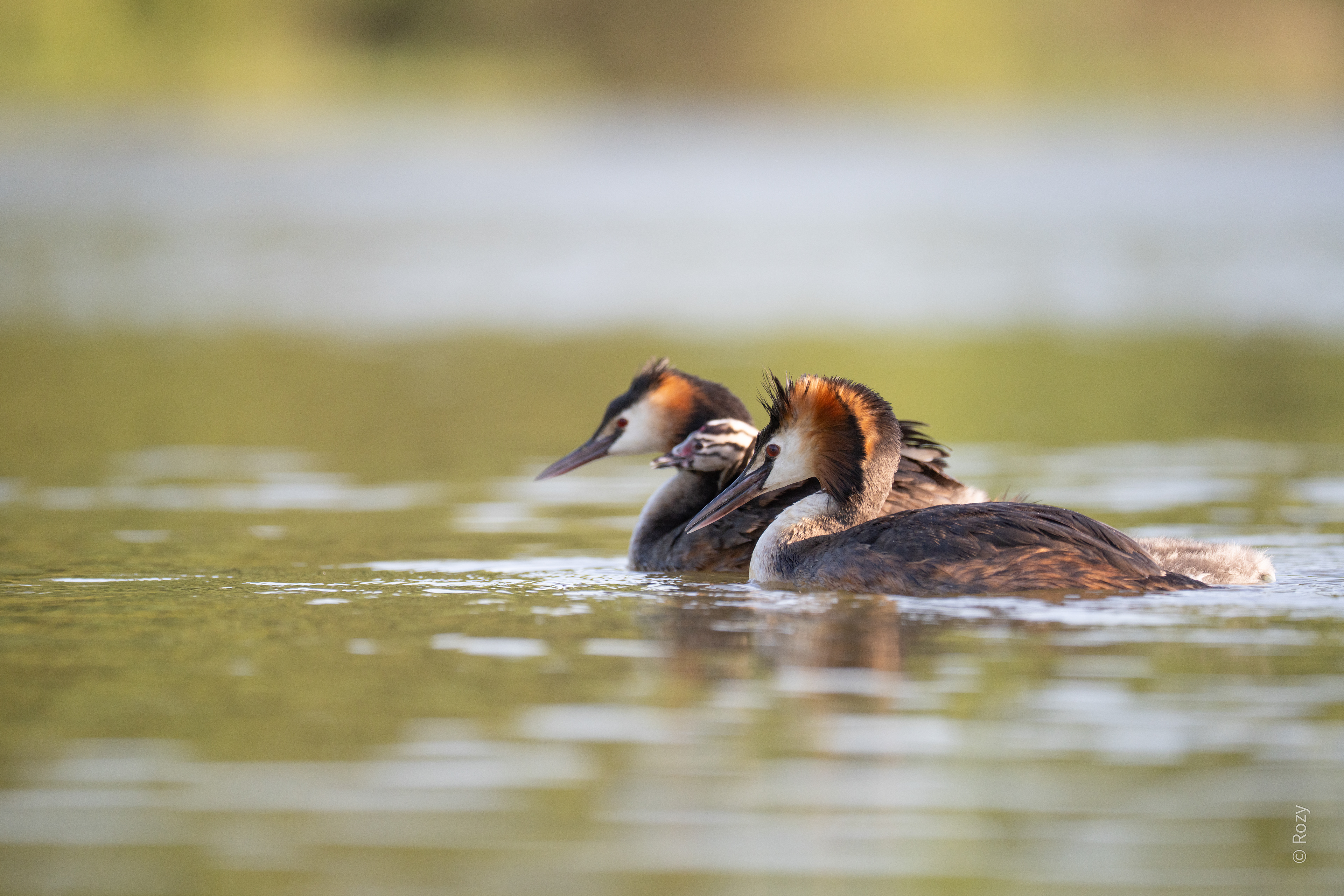 Vader, moeder en het kleintje
