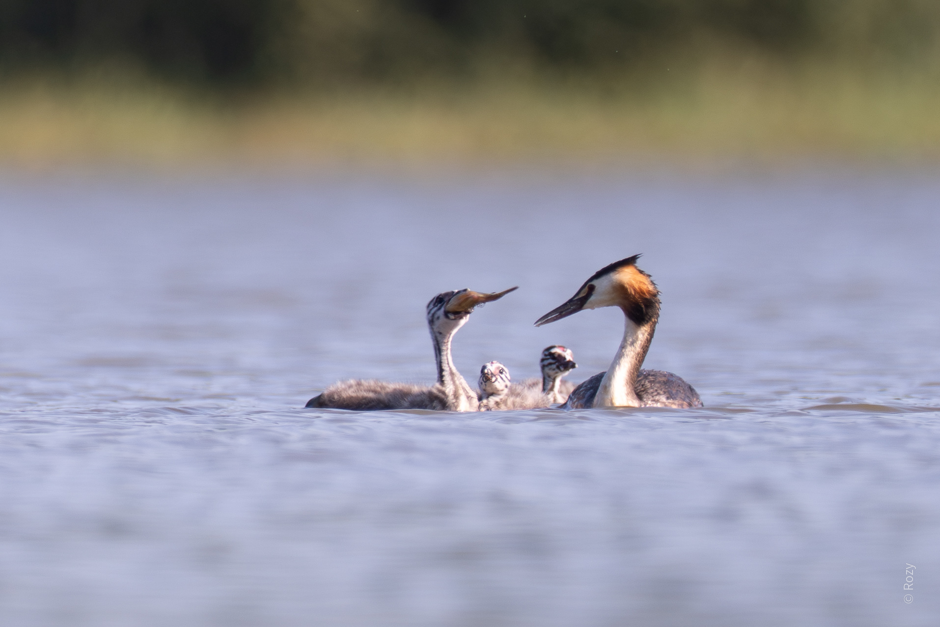 De futen geven hun jongen al vrij grote vissen te eten.