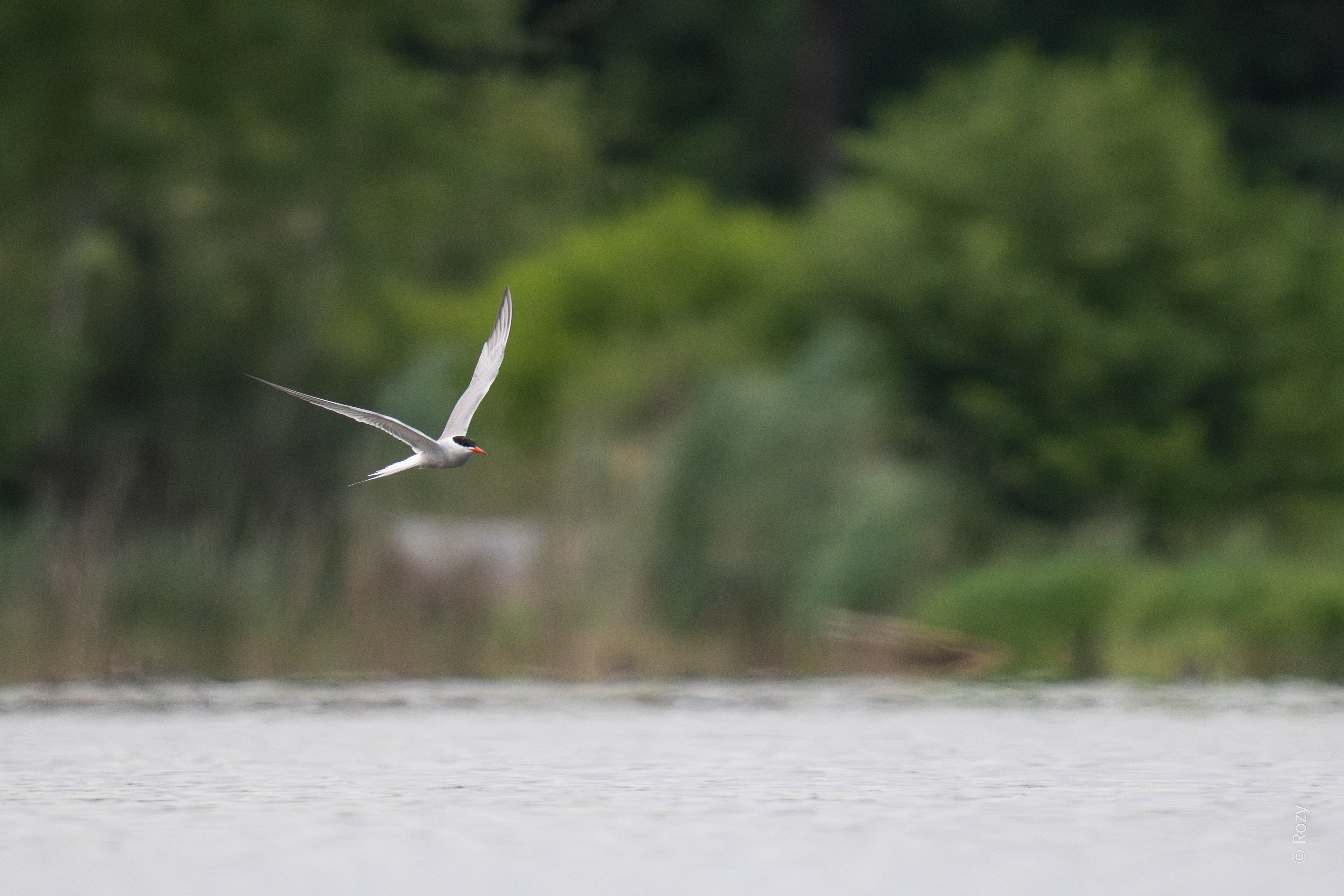 De witwangstern komt pijlsnel langs het water en duikt naar zijn prooi.