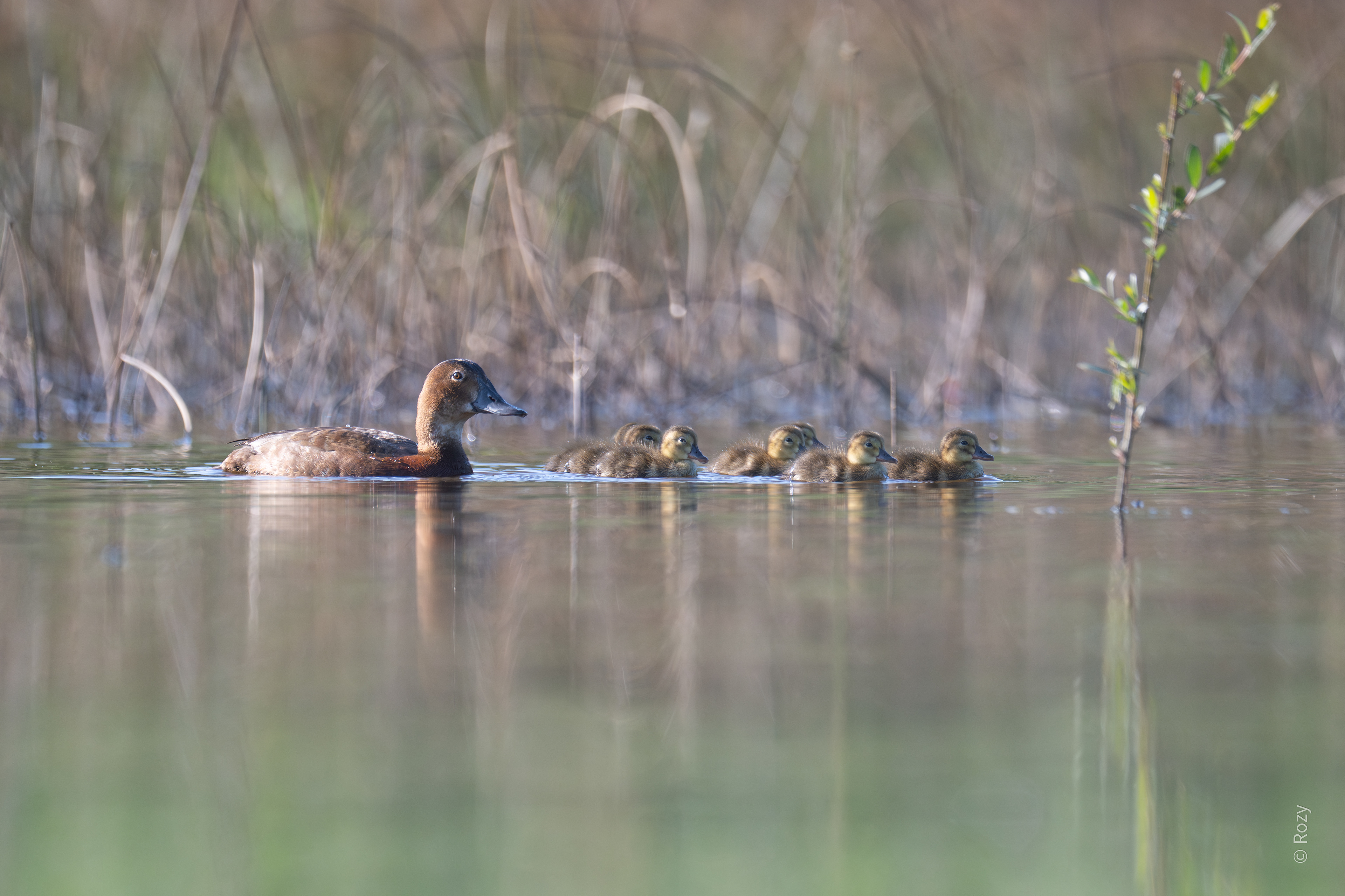 Moeder krooneend brengt haar jongen veilig tussen het riet voor de nacht.
