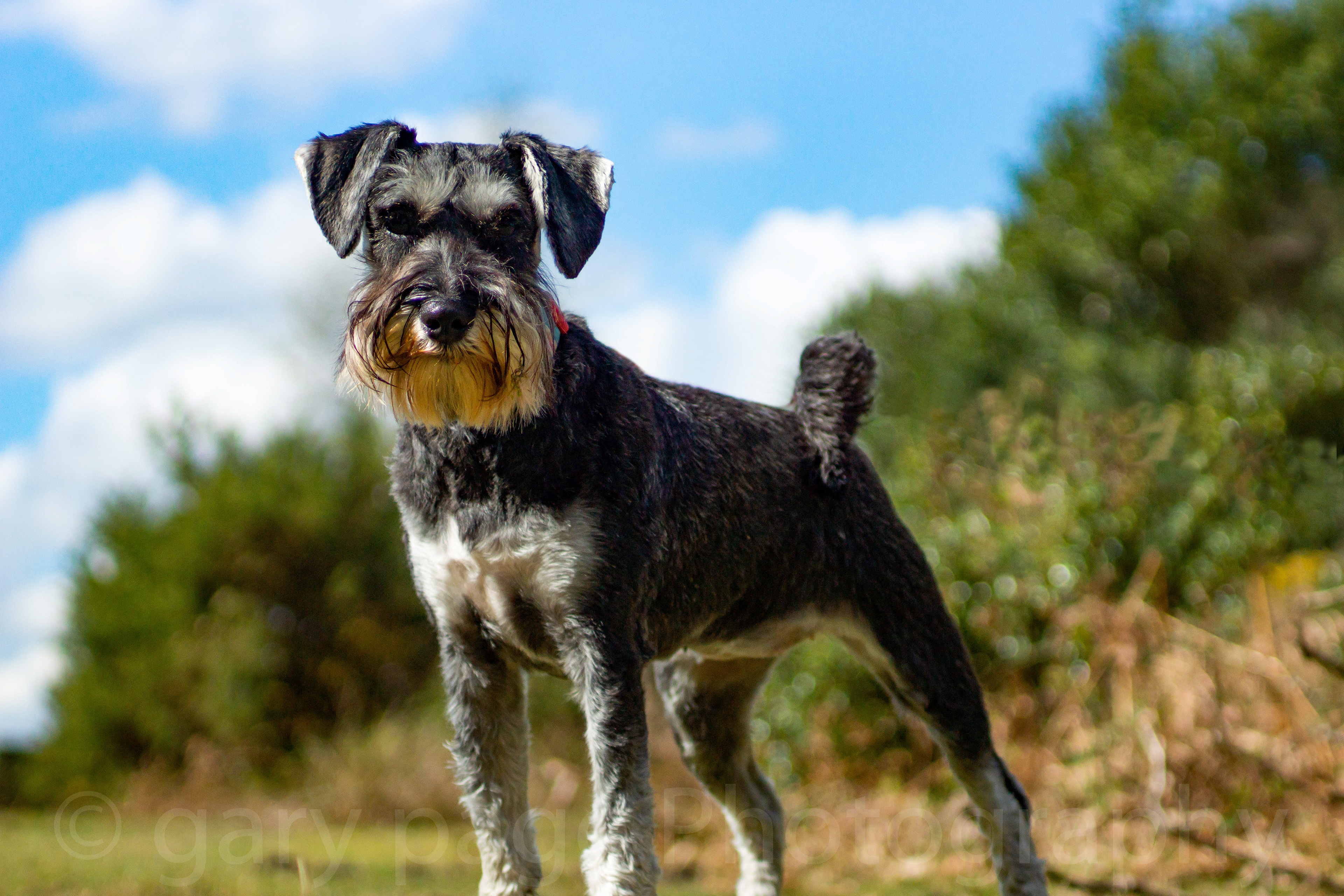 Amazingly Loving Marley