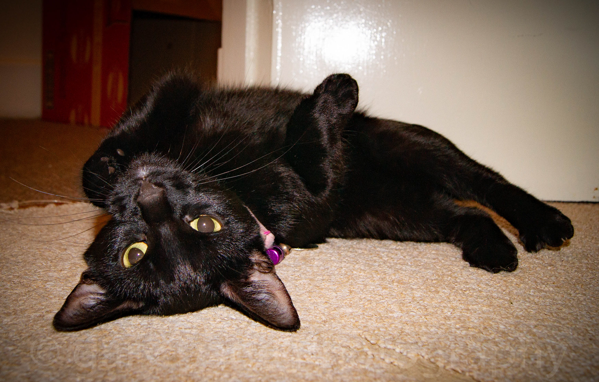 Spooky's Love me look